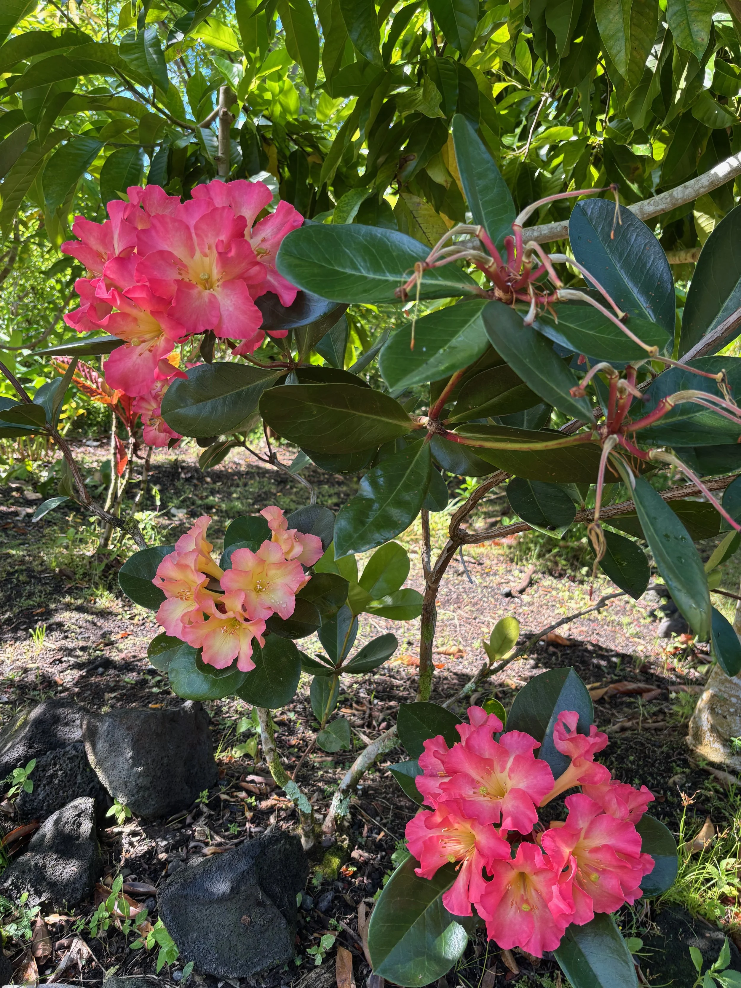 Rhododendron vireya 'New Zealand'.jpeg