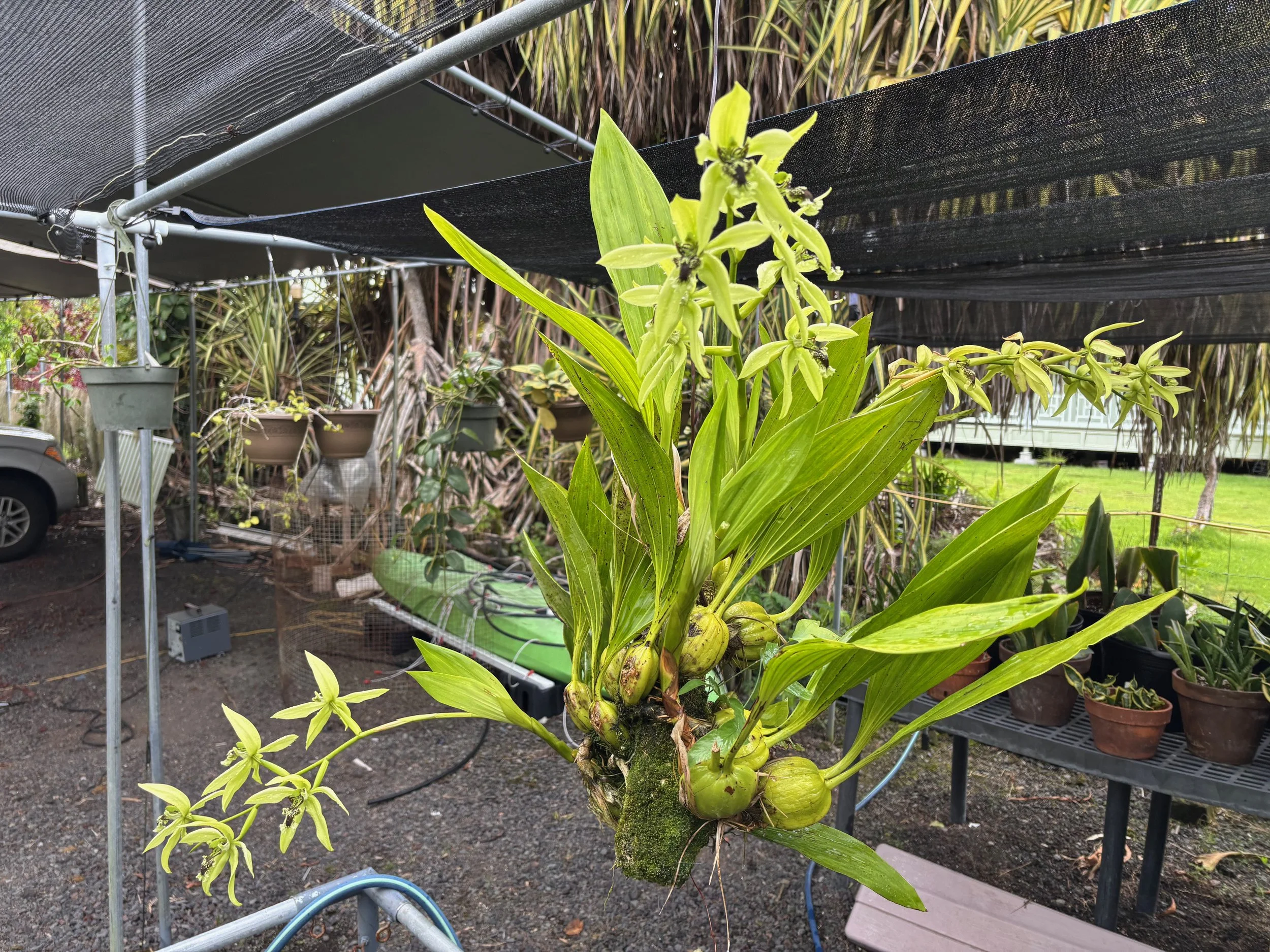 Coelogyne pandurata (1).jpeg