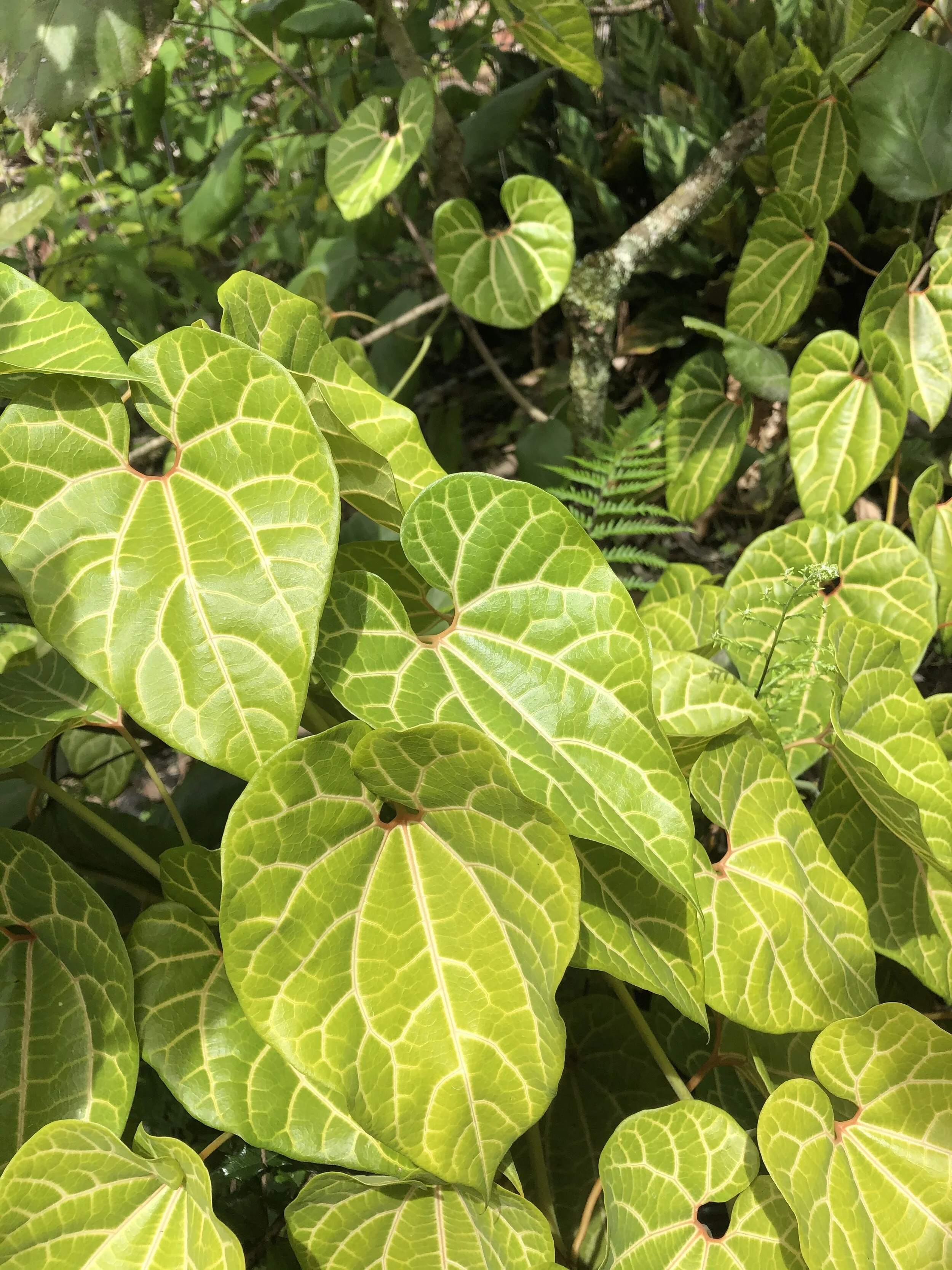 Aristolochia leuconeura (1).jpg