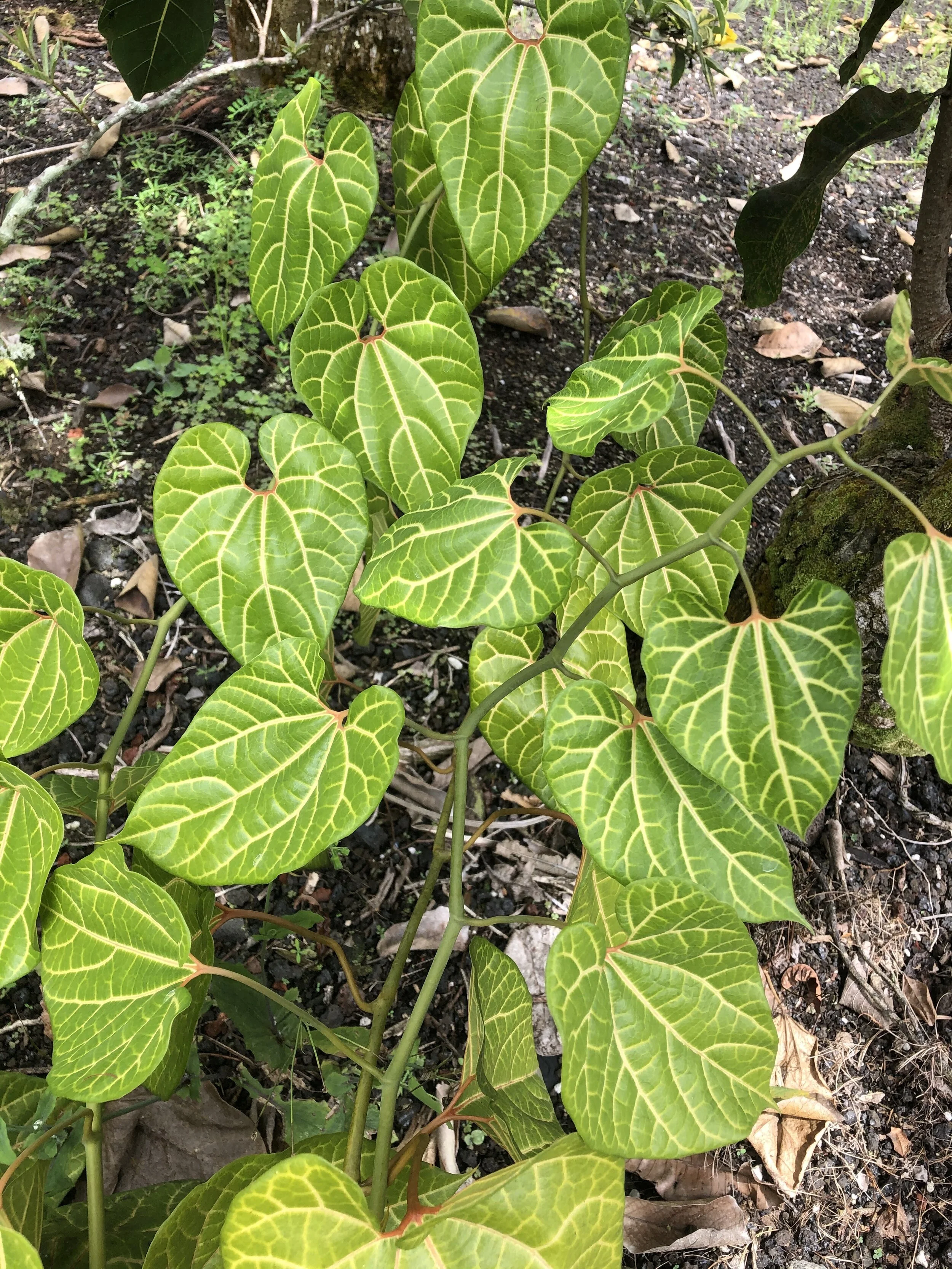 Aristolochia leuconeura.jpg