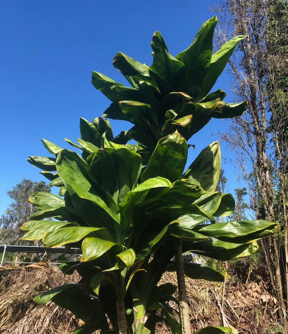 Cordyline terminalis 