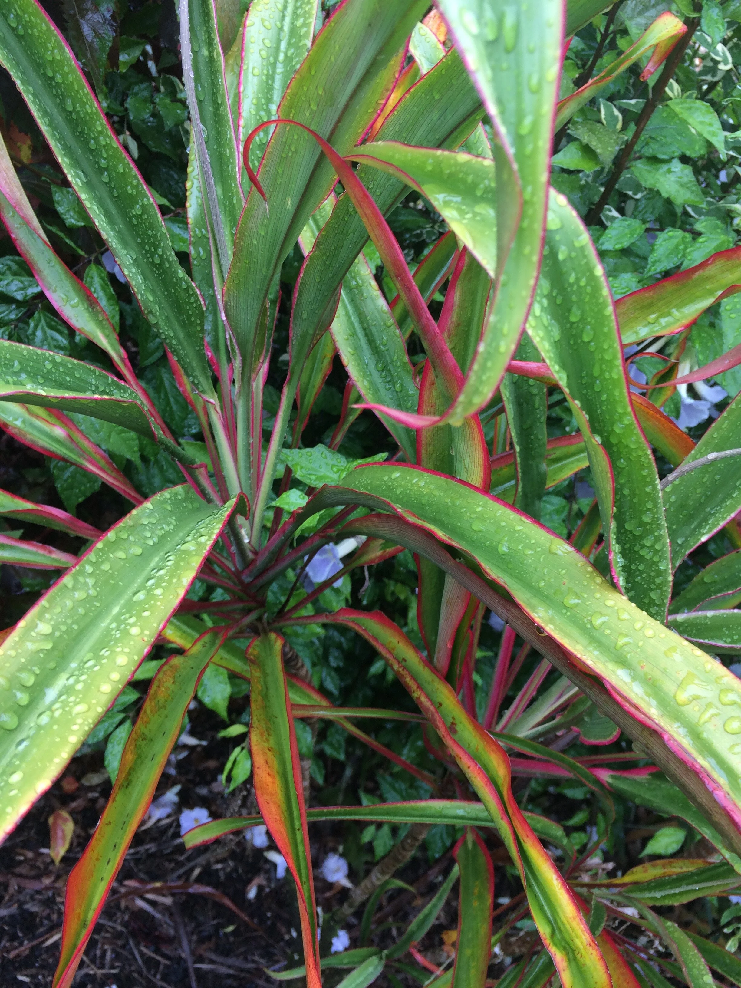 Cordyline terminalis 'Pink Fairy Tale' (2).jpg