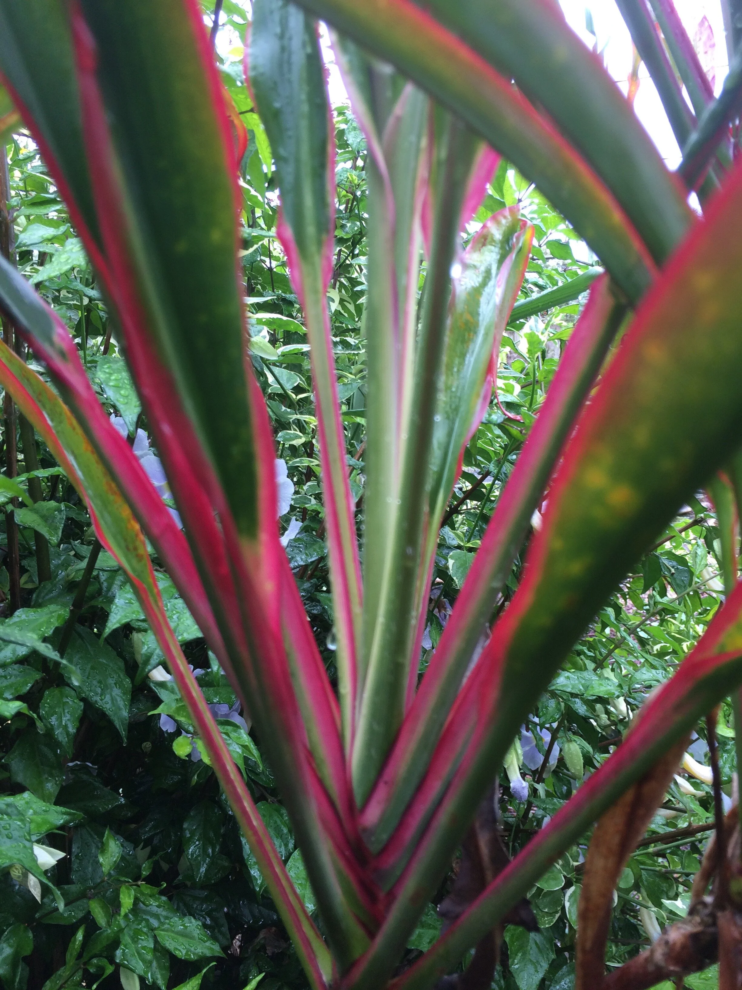 Cordyline terminalis 'Pink Fairy Tale' (3).jpg