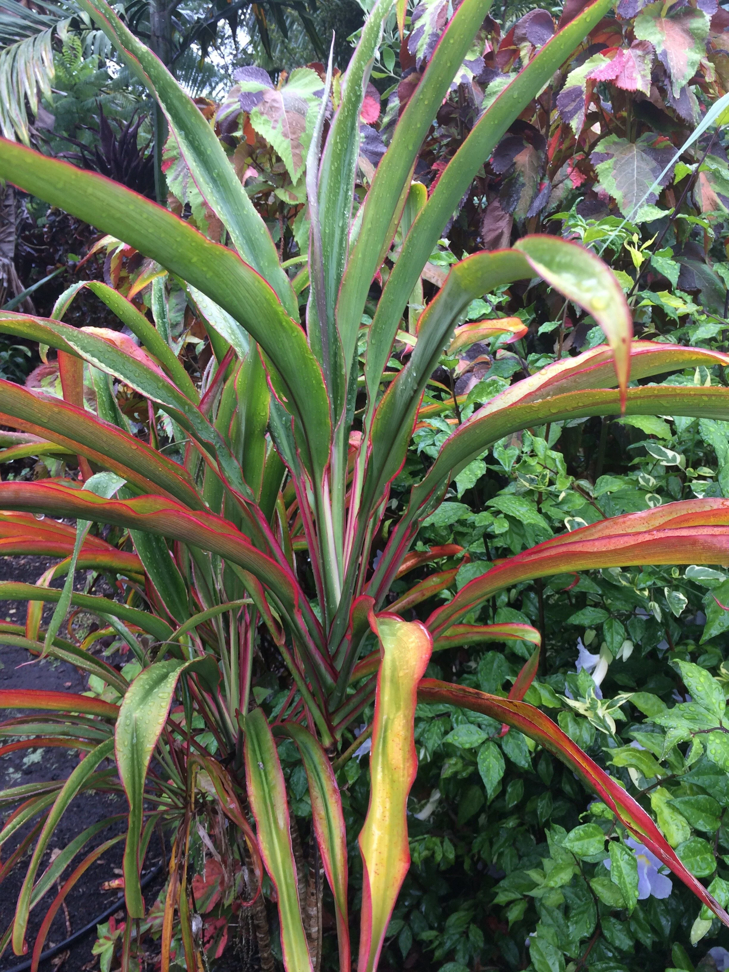 Cordyline terminalis 'Pink Fairy Tale'.jpg