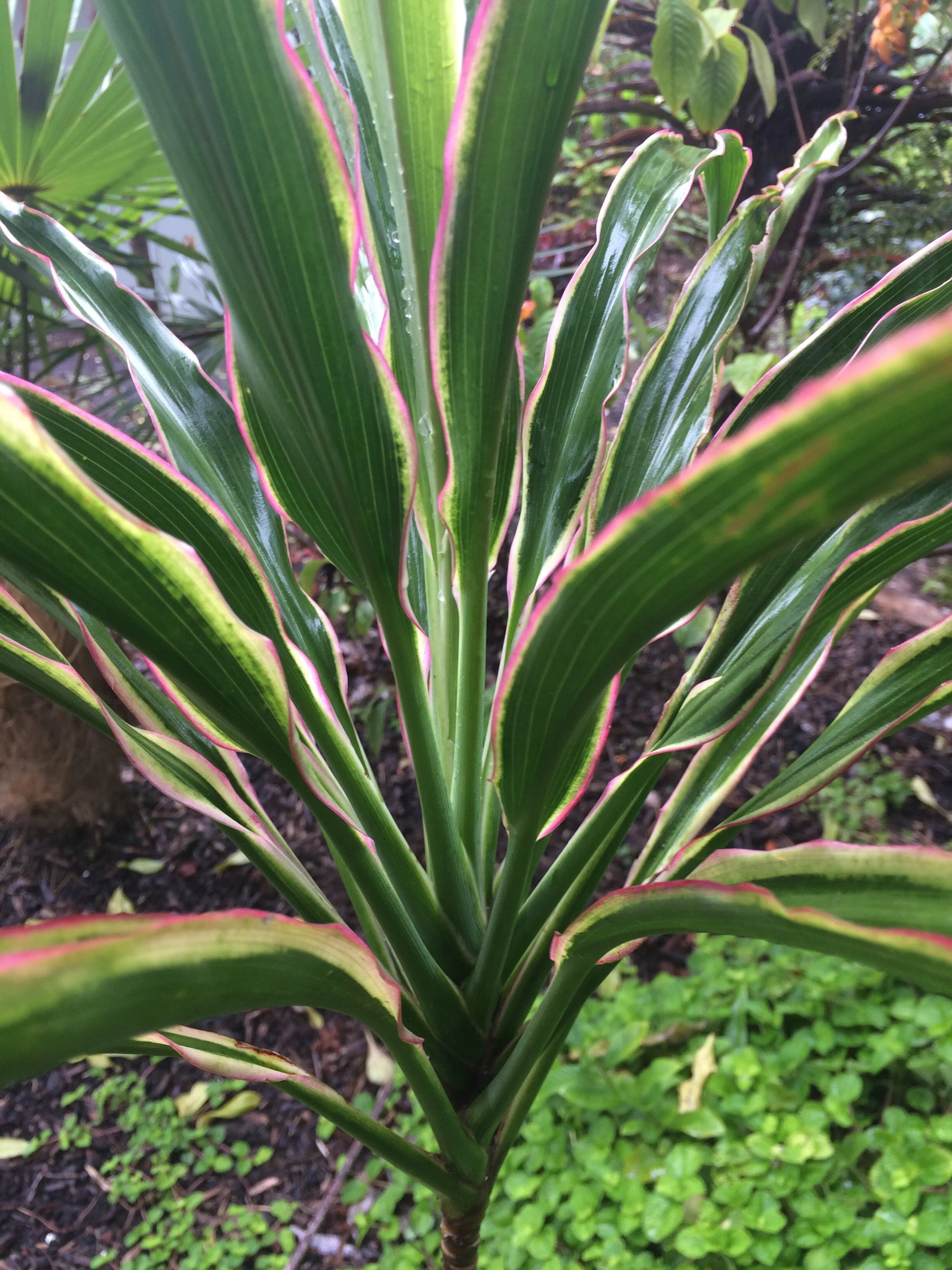 Cordyline terminalis 'White Fairy Tale' (2).jpg