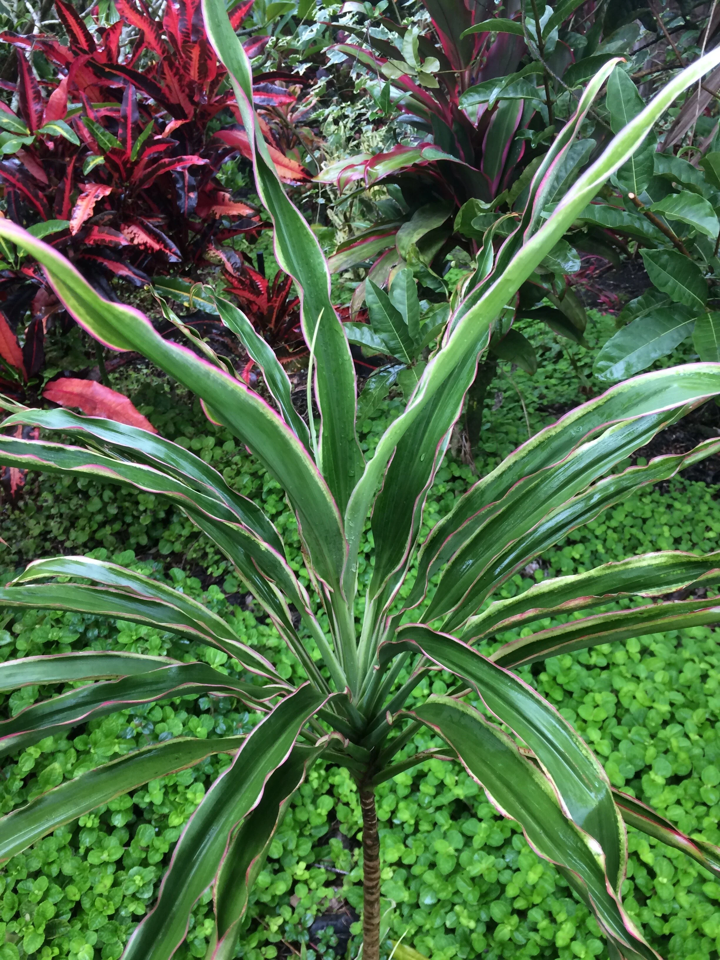 Cordyline terminalis 'White Fairy Tale' (1).jpg