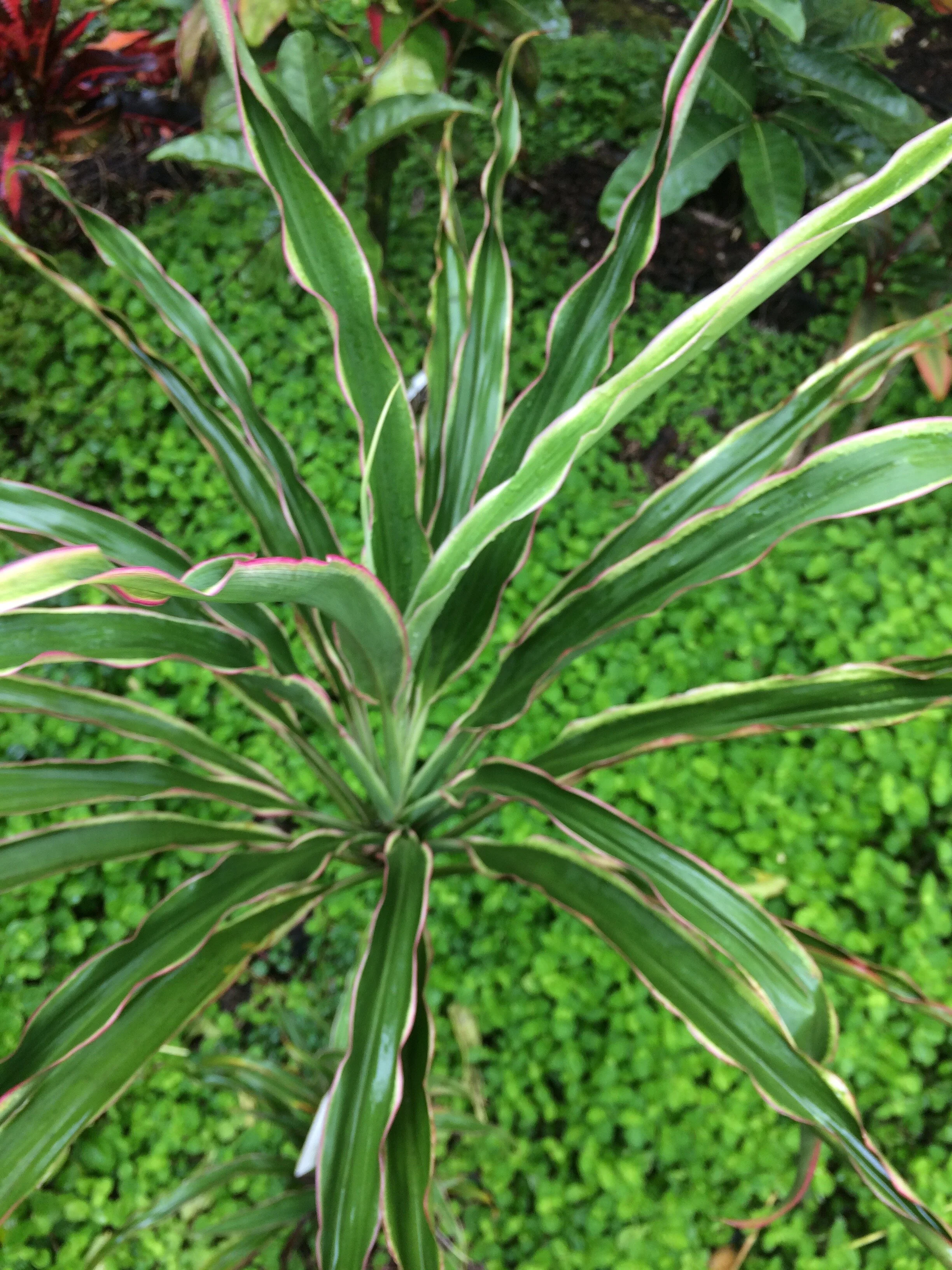 Cordyline terminalis 'White Fairy Tale' (3).jpg