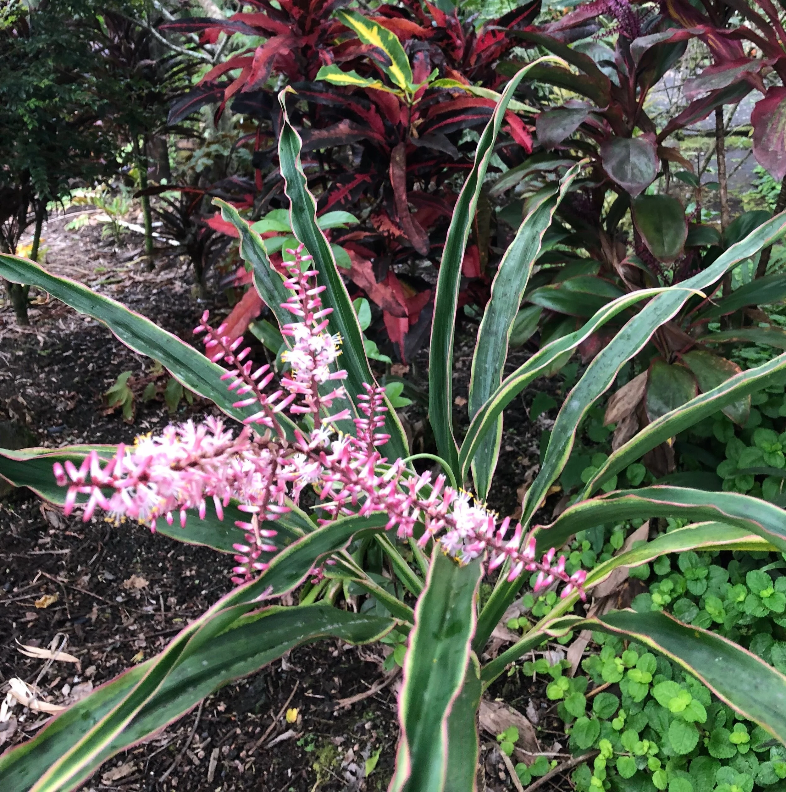 Cordyline terminalis 'White Fairy Tale'.jpg