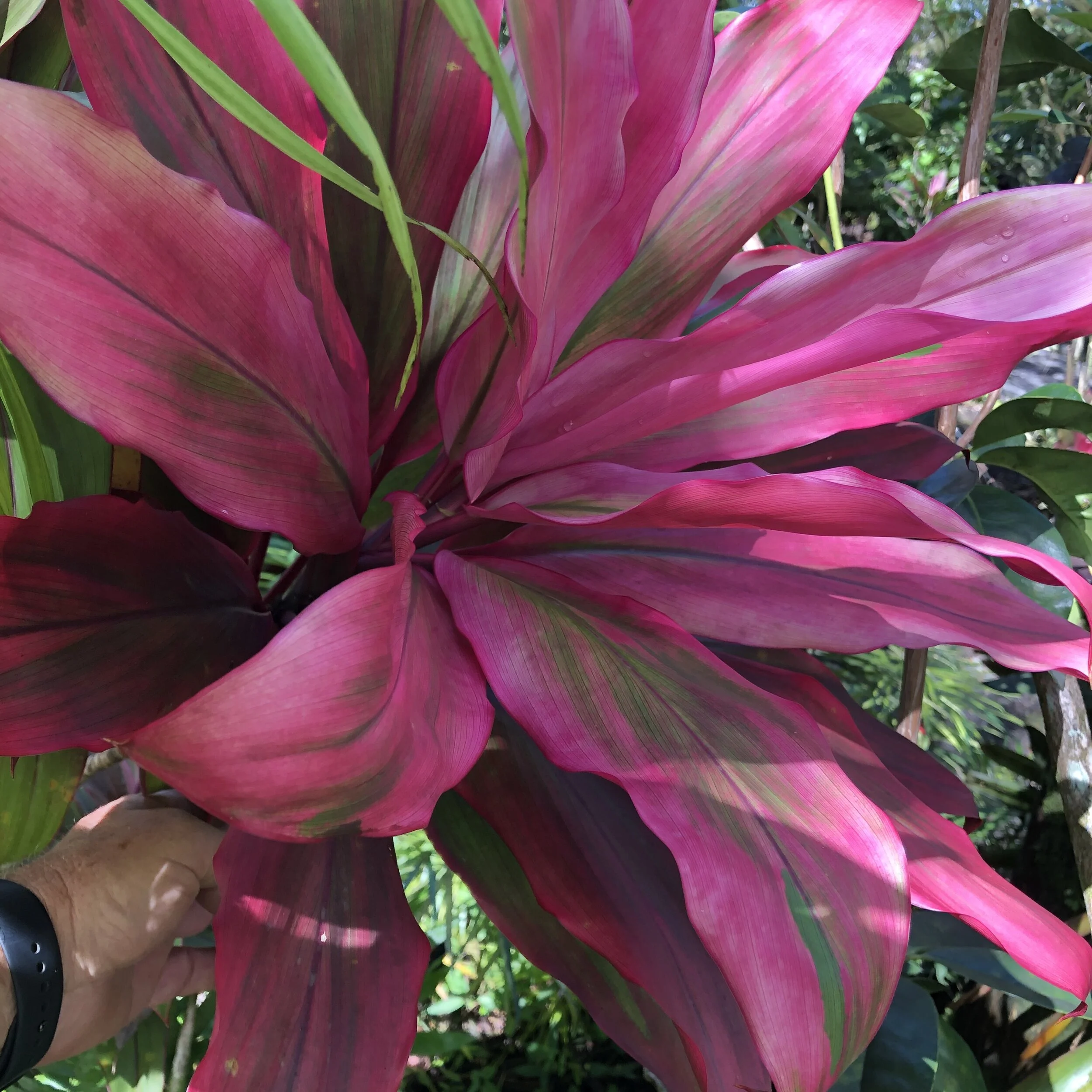 Cordyline terminalis 'Envy' (1).jpg