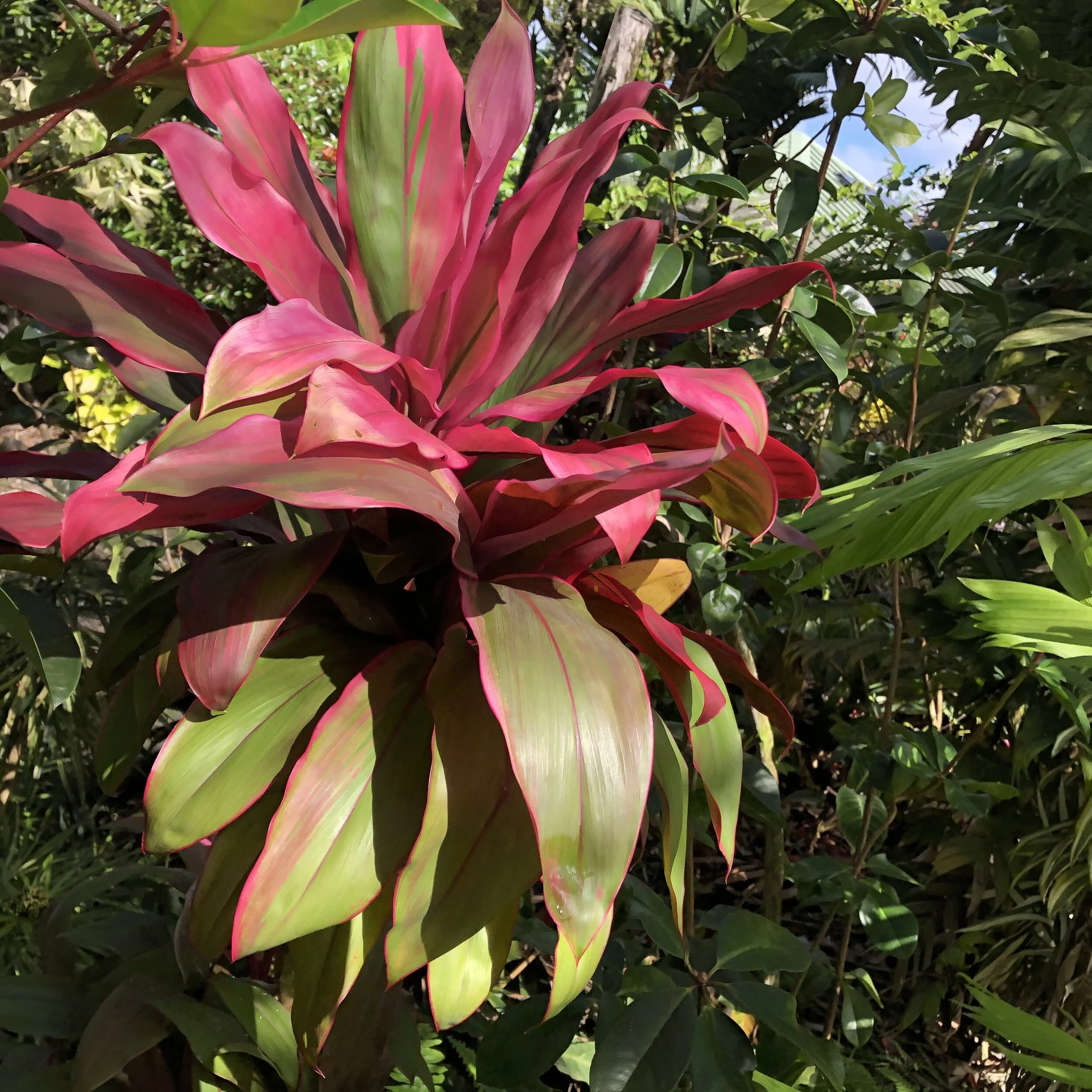Cordyline terminalis 'Envy' (2).jpg