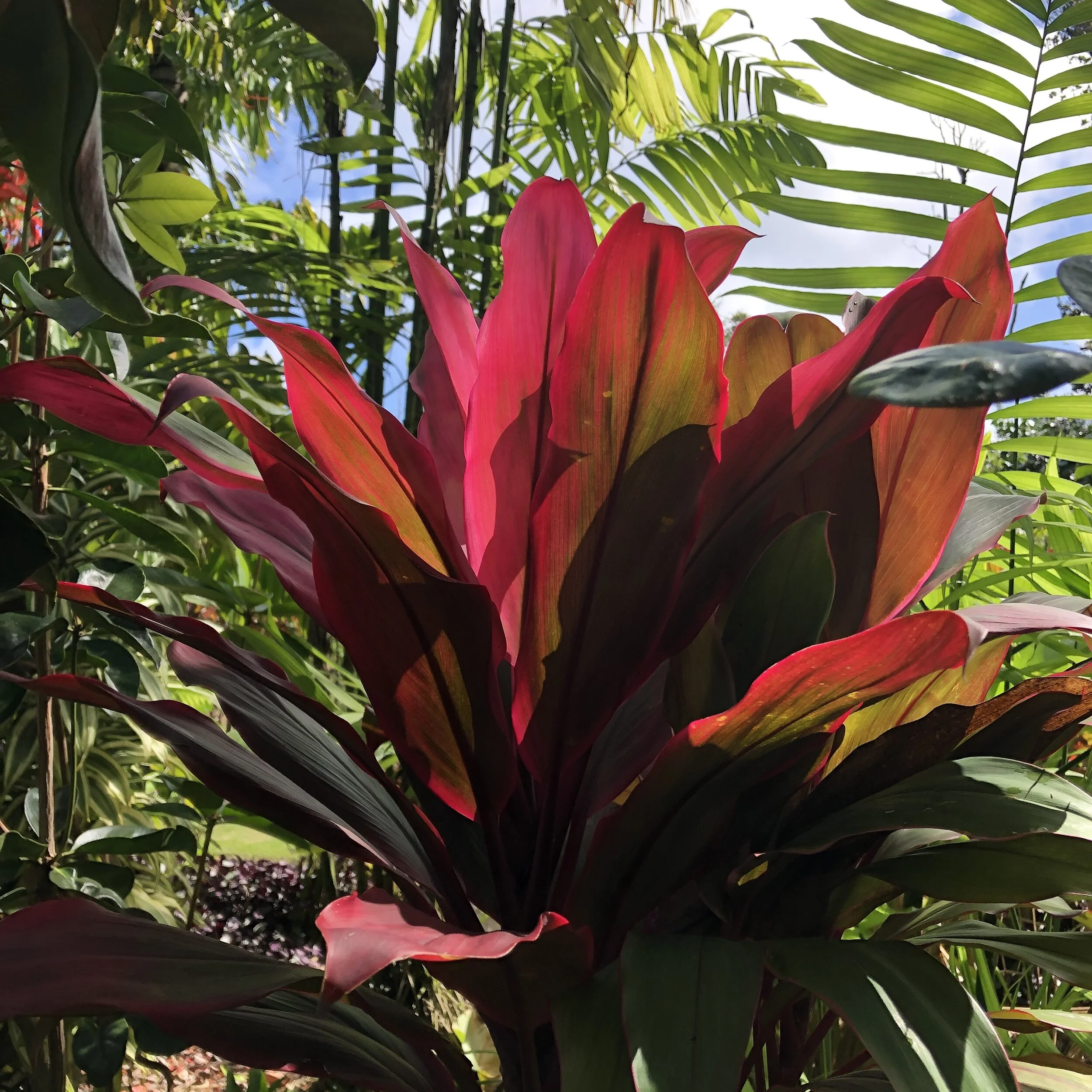 Cordyline terminalis 'Envy' (3).jpg
