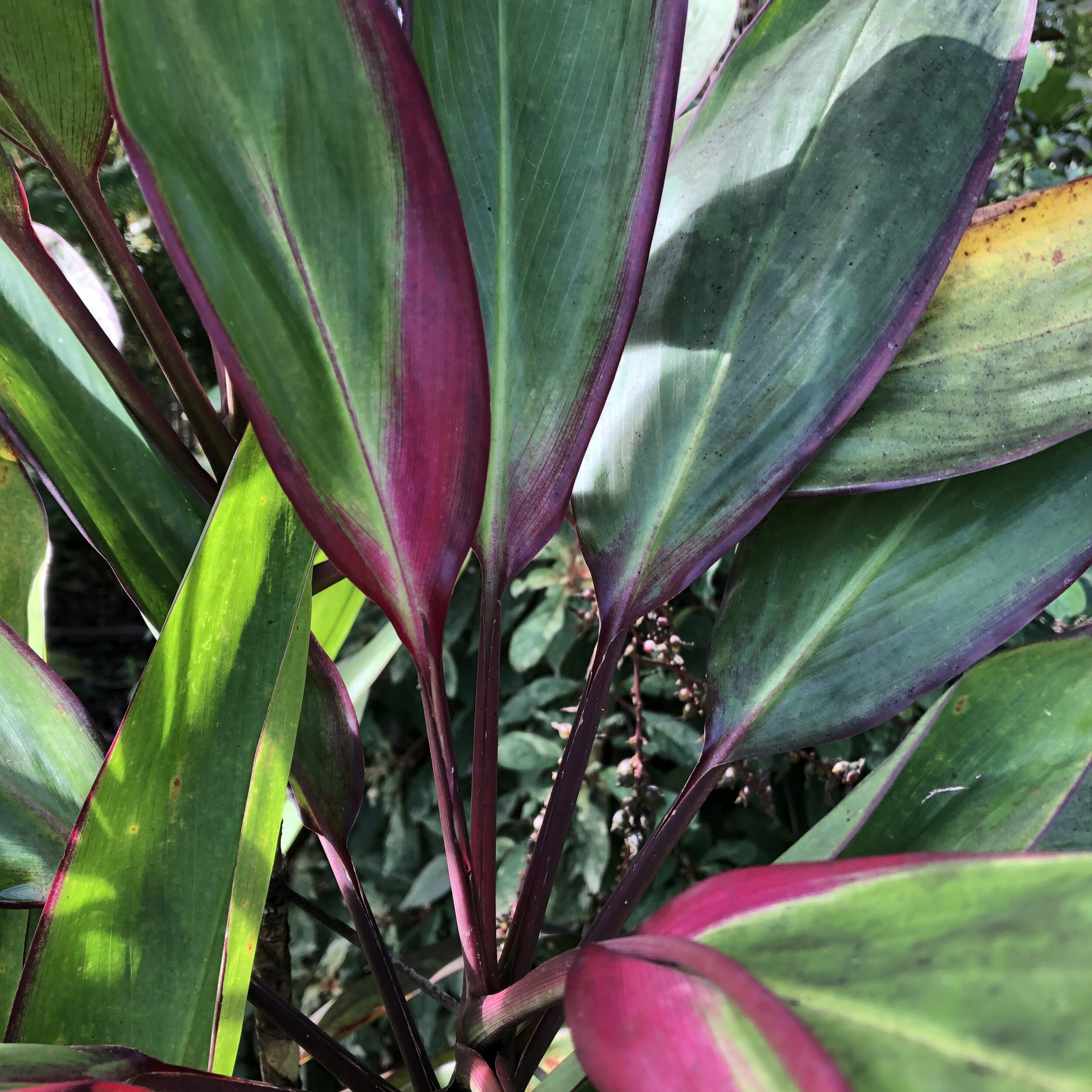 Cordyline terminalis 'Kawanana Koa' (2).jpg