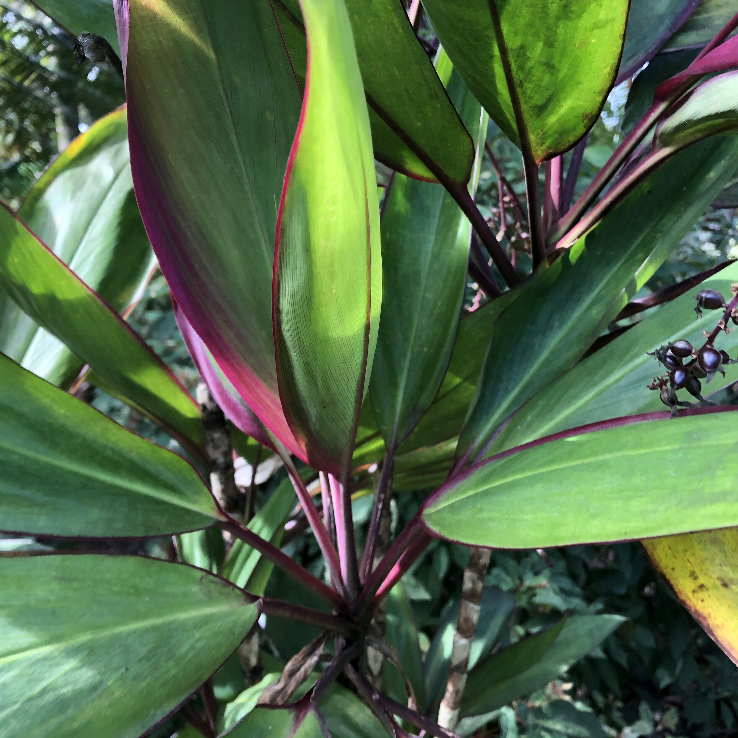Cordyline terminalis 'Kawanana Koa' (3).jpg