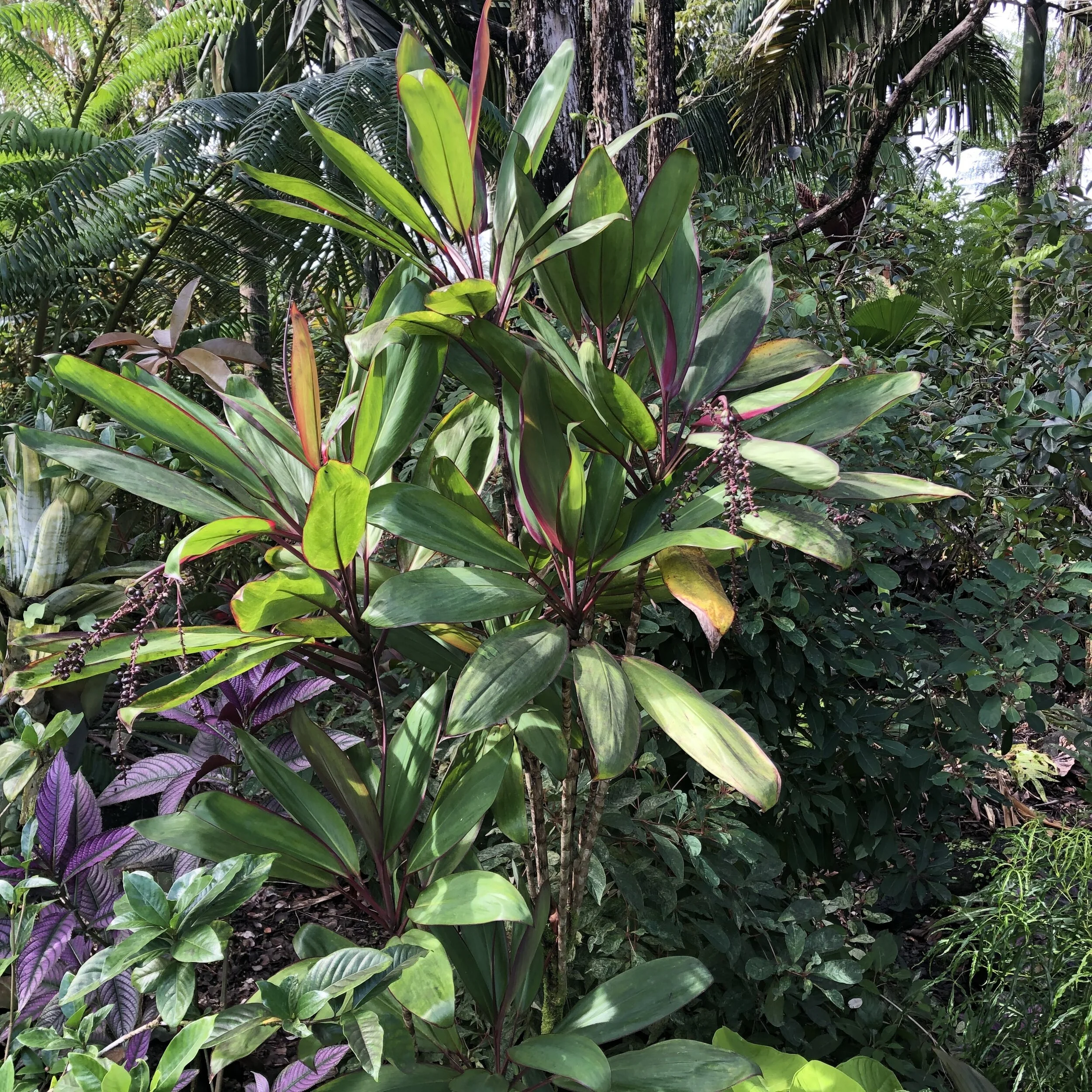 Cordyline terminalis 'Kawanana Koa' (4).jpg
