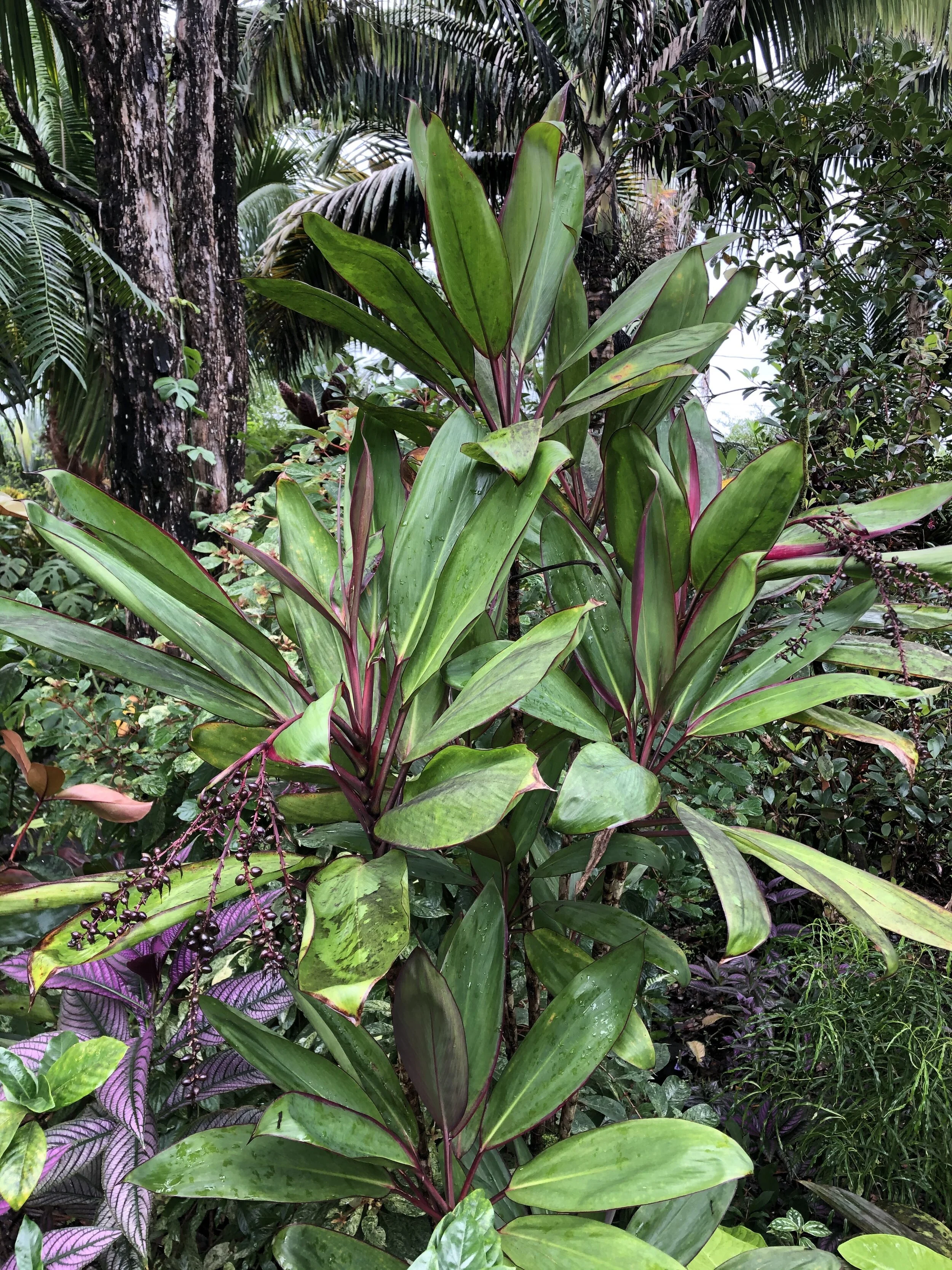 Cordyline terminalis 'Kawanana Koa'.jpg