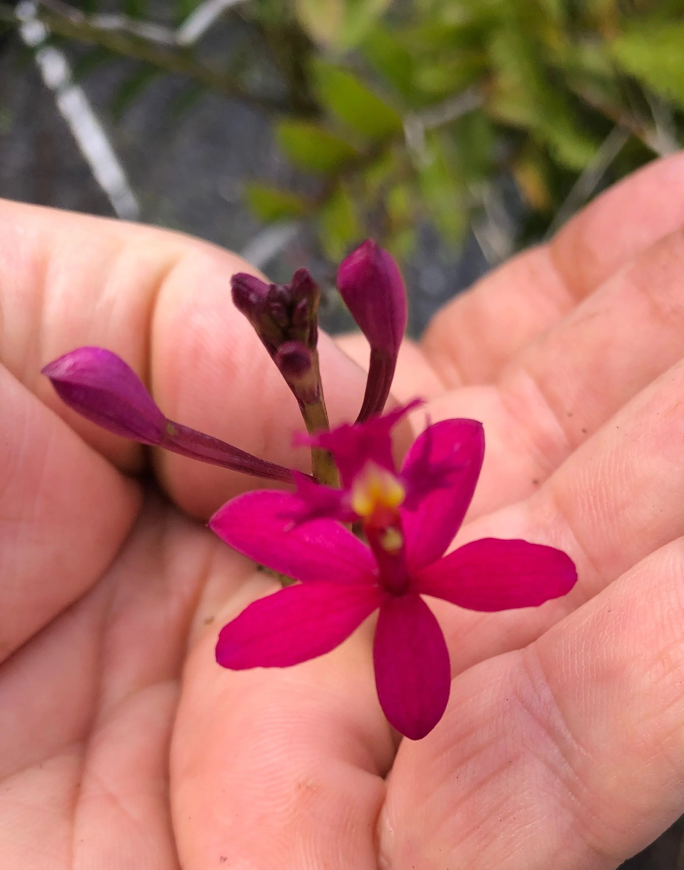 Epidendrum 'Cerise'.jpg