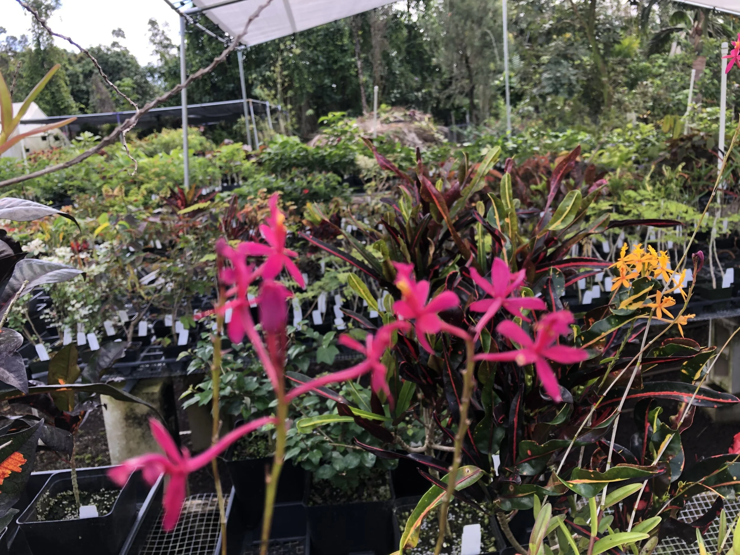 Epidendrum 'Cerise' (1).jpg