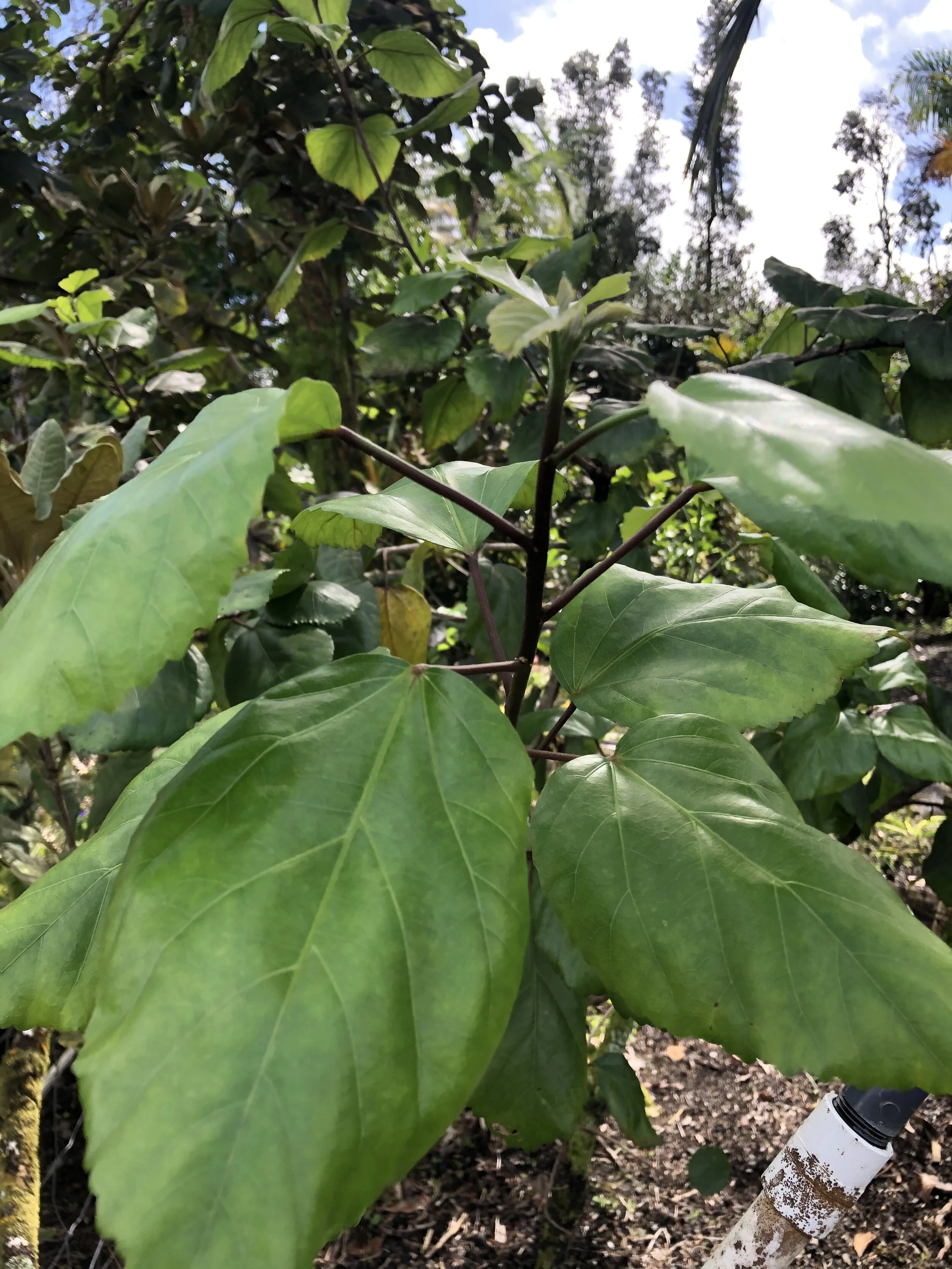 Hibiscus arnottianus subsp. immaculatus (1).jpg