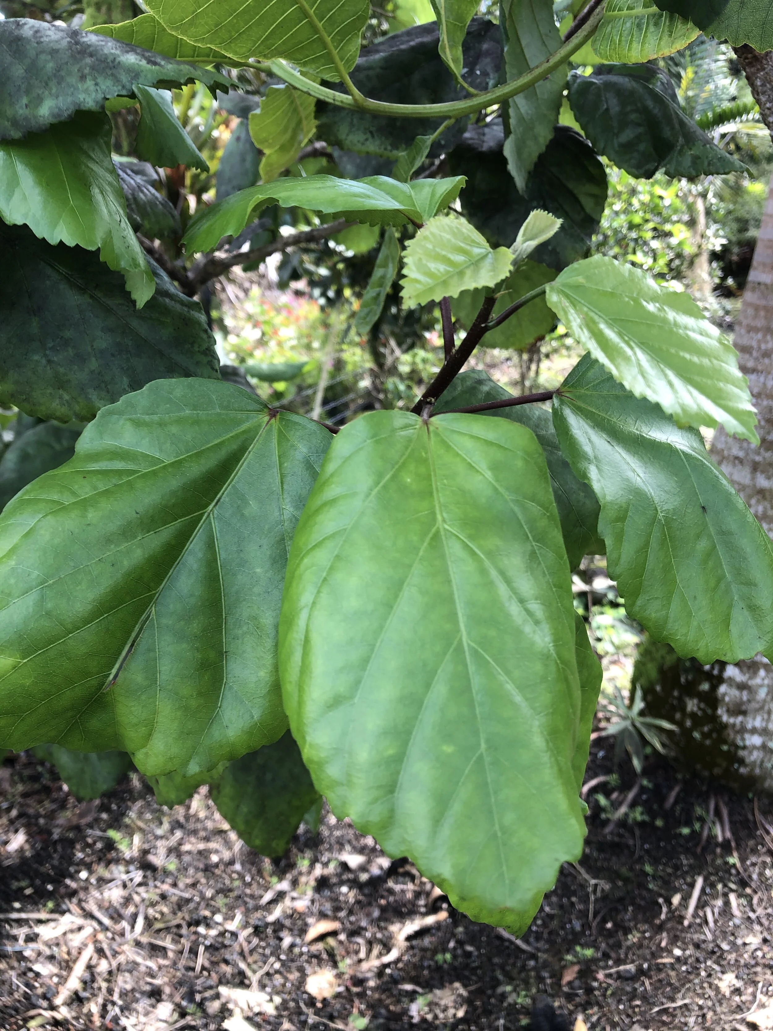 Hibiscus arnottianus subsp. immaculatus.jpg