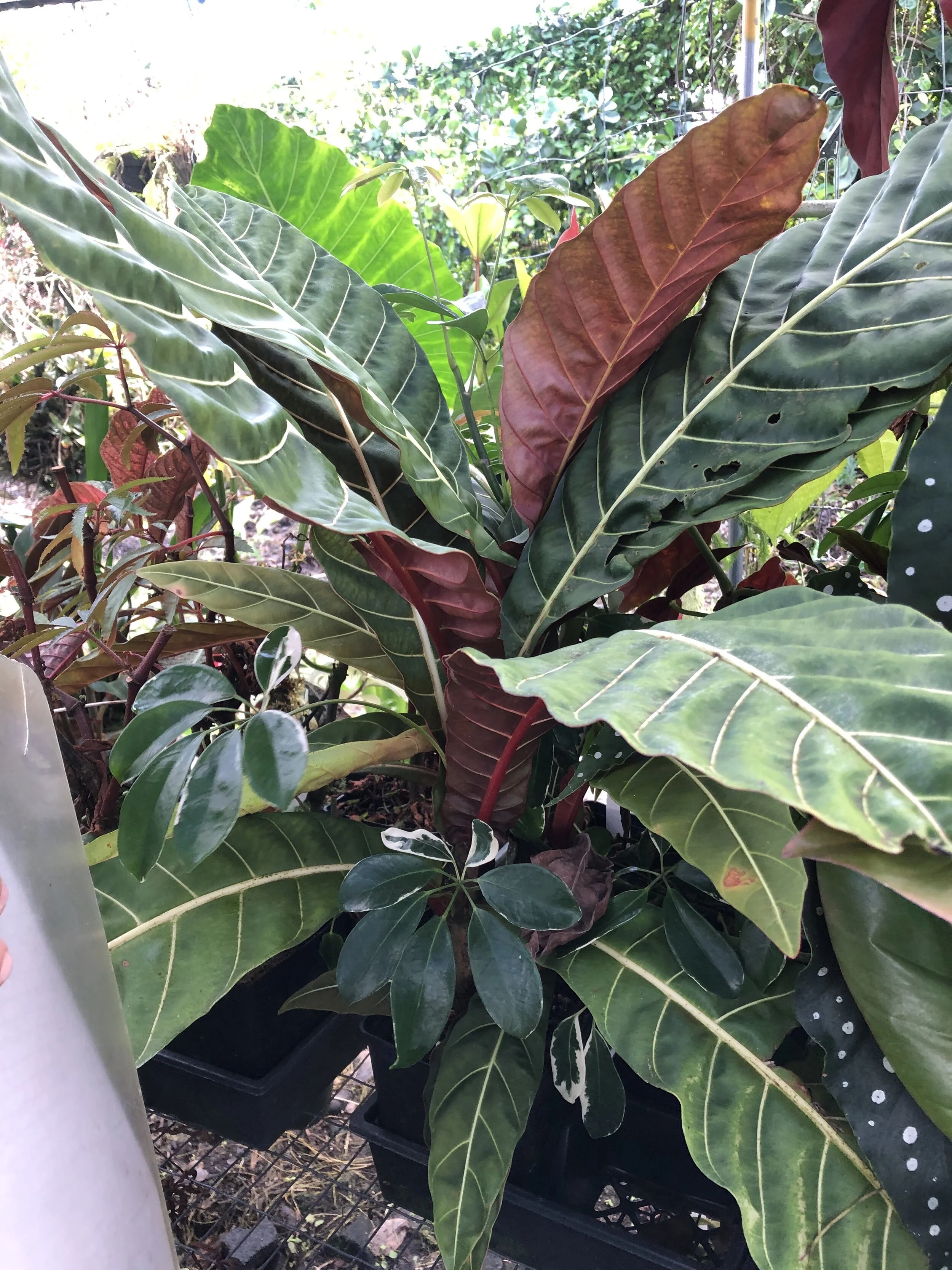 Hoffmannia congesta - Pentagonia macrophylla rubra (2).jpg