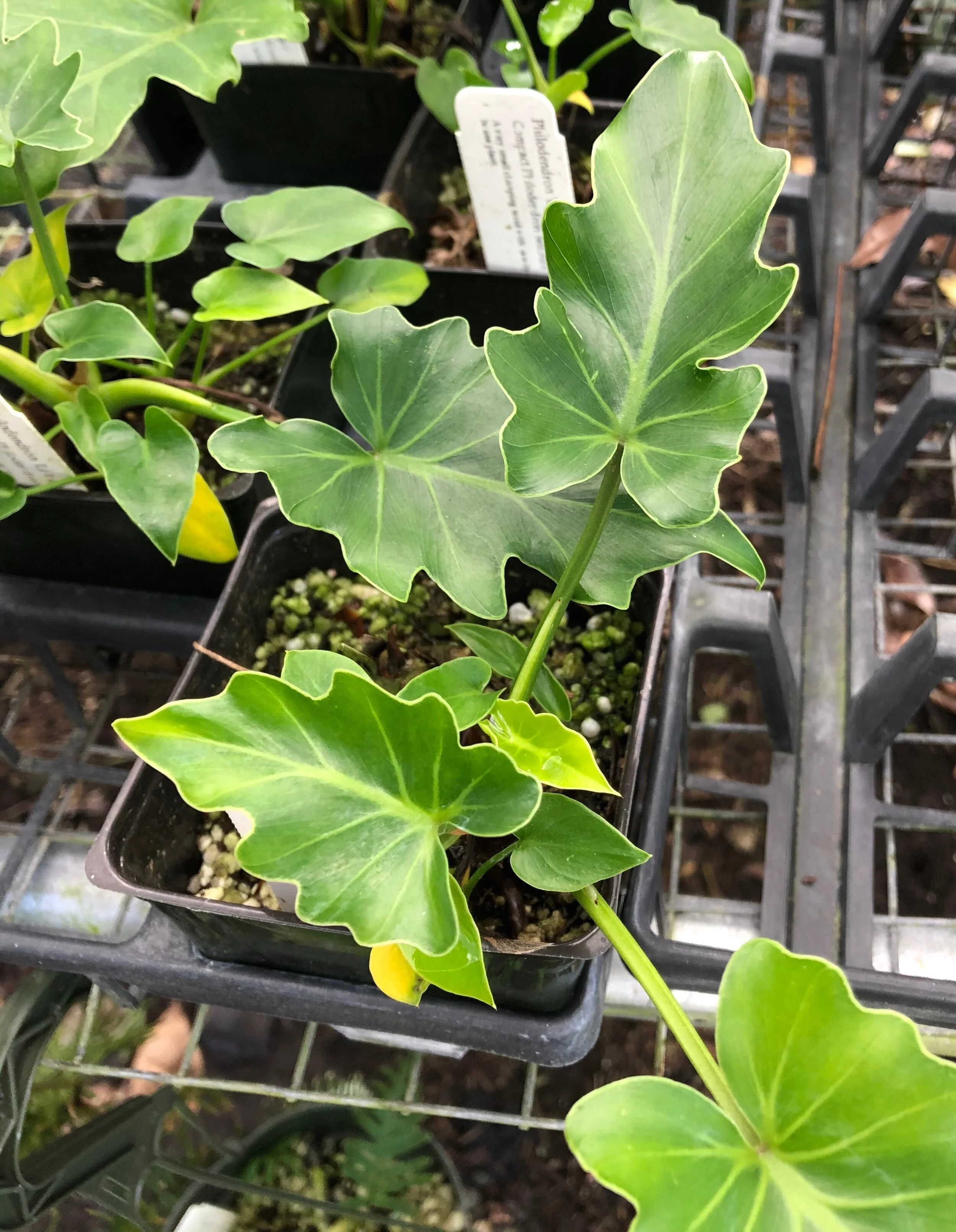 Vintage Green Farms Philodendron Little Hope