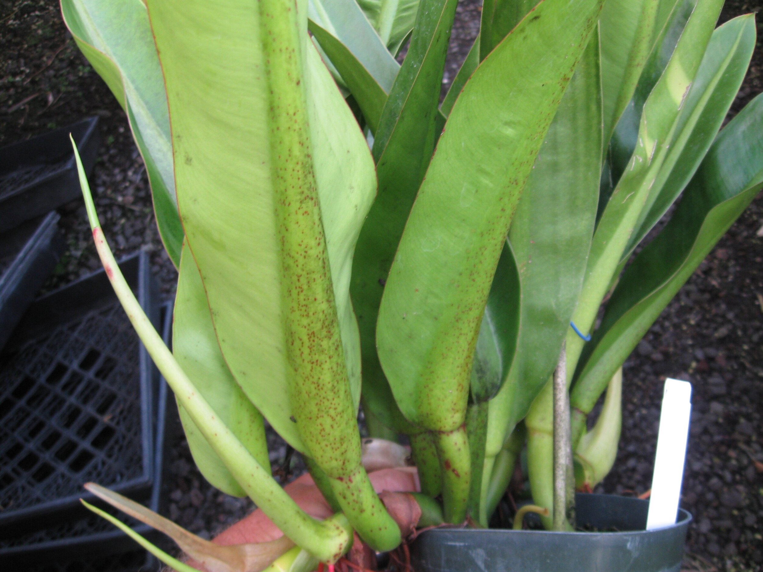 Philodendron crassinervium (1).jpg