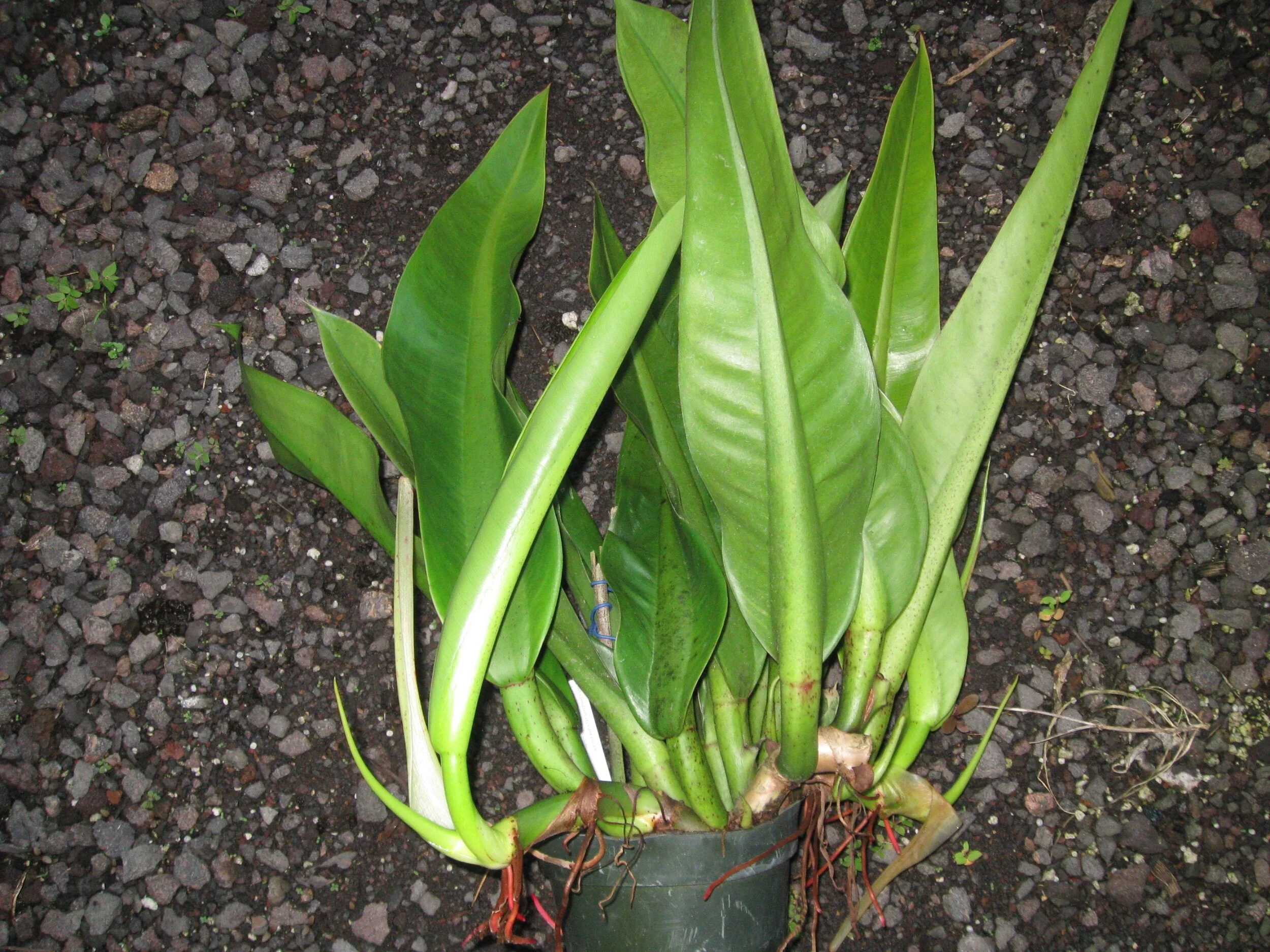 Philodendron crassinervium (2).jpg