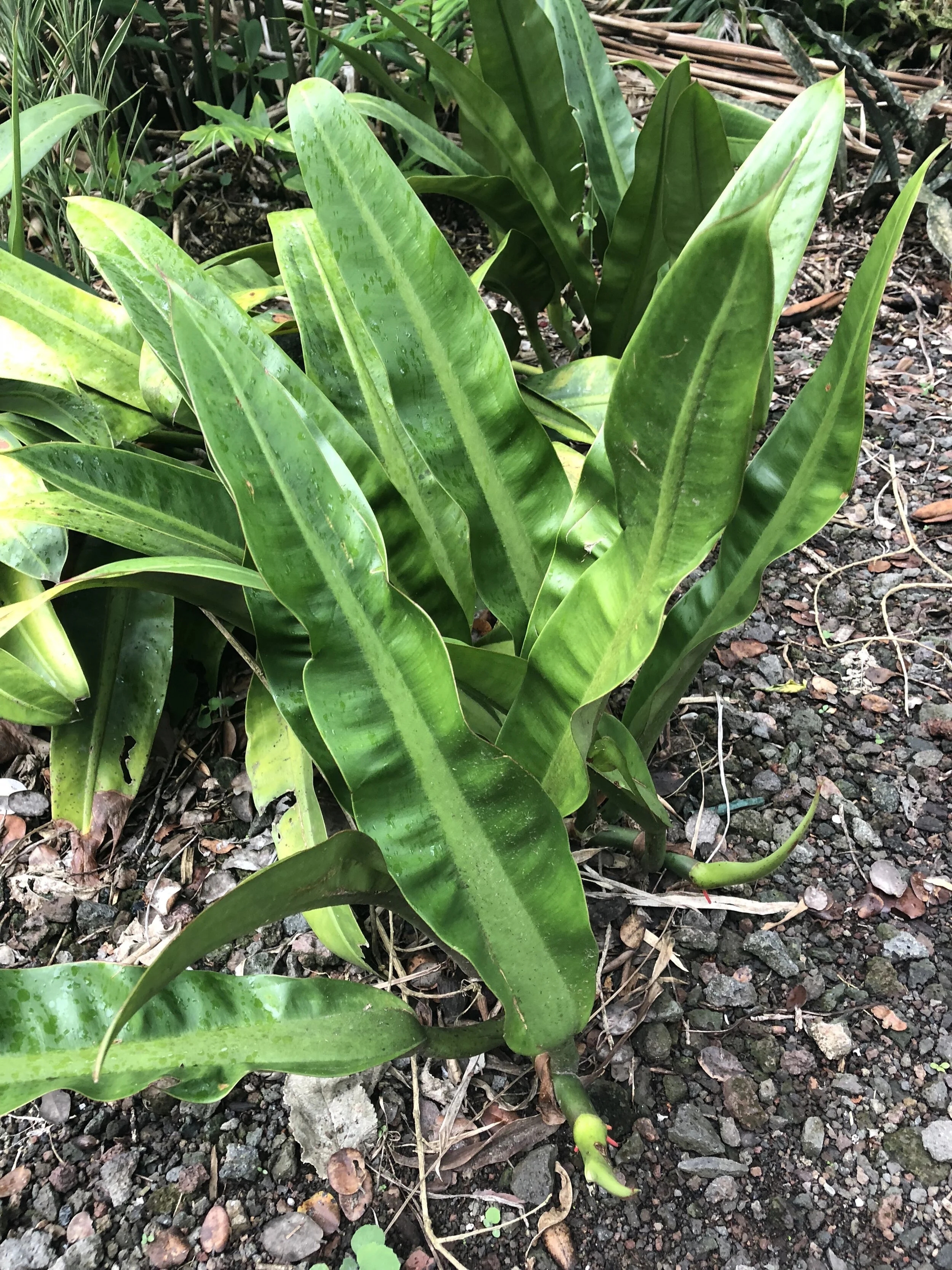 Philodendron crassinervium (4).jpg