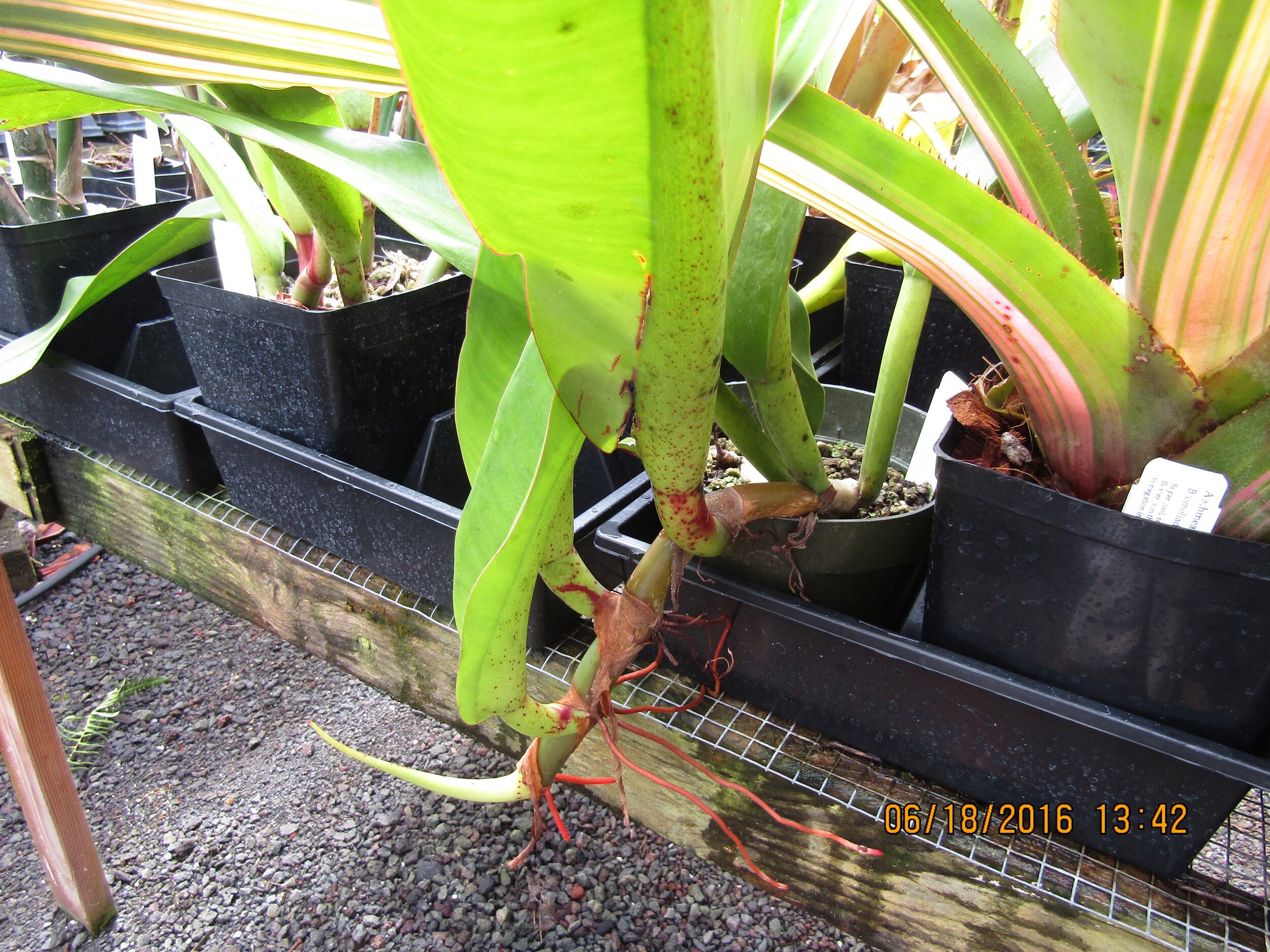 Philodendron crassinervium (3).jpg