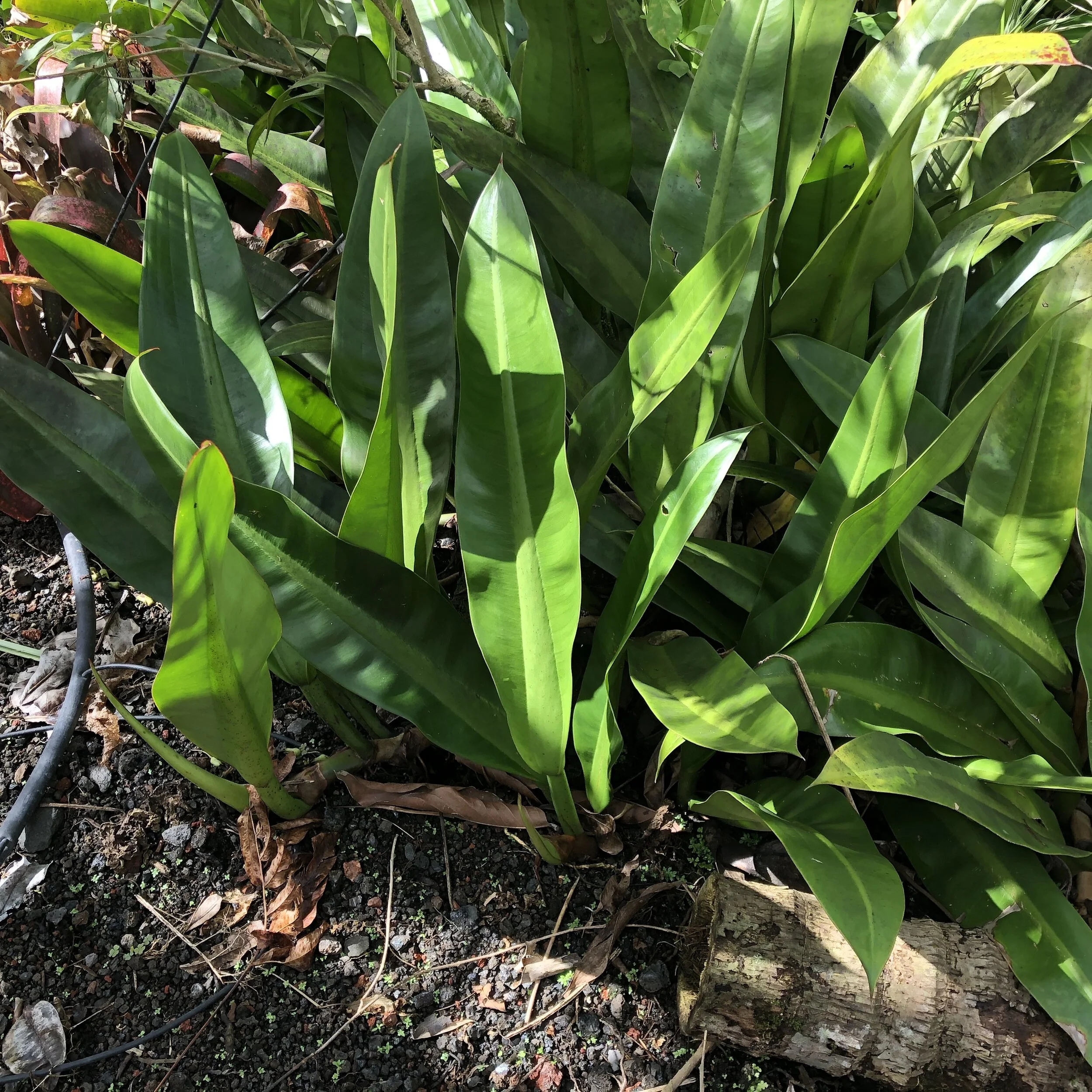 Philodendron crassinervium (5).jpg