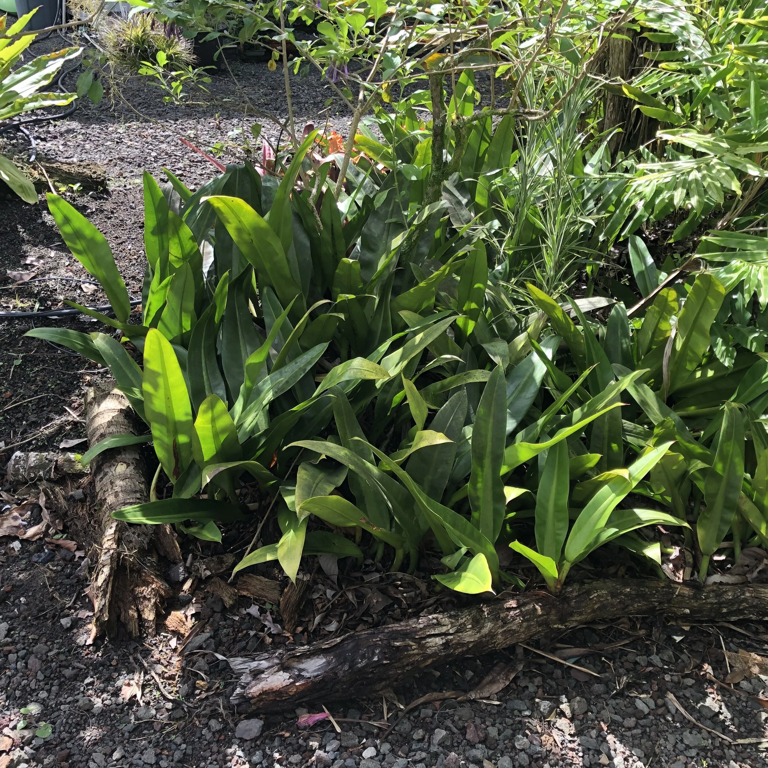 Philodendron crassinervium (6).jpg