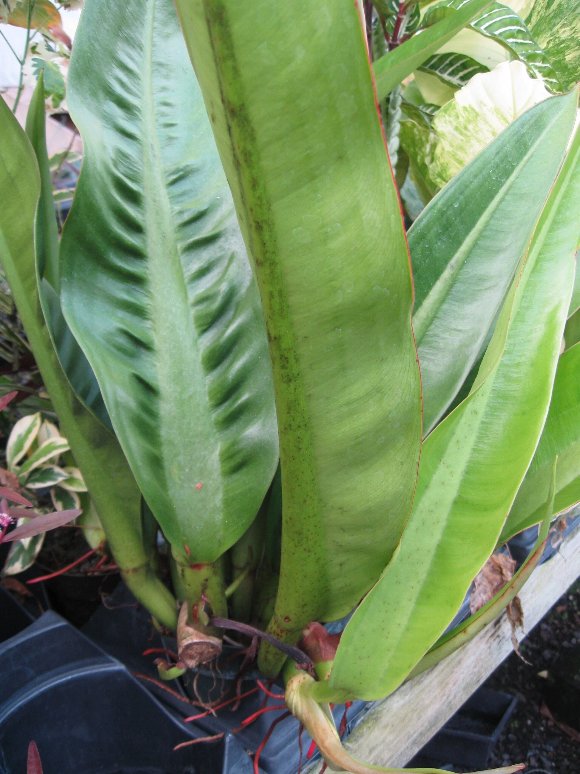 Philodendron crassinervium.jpg