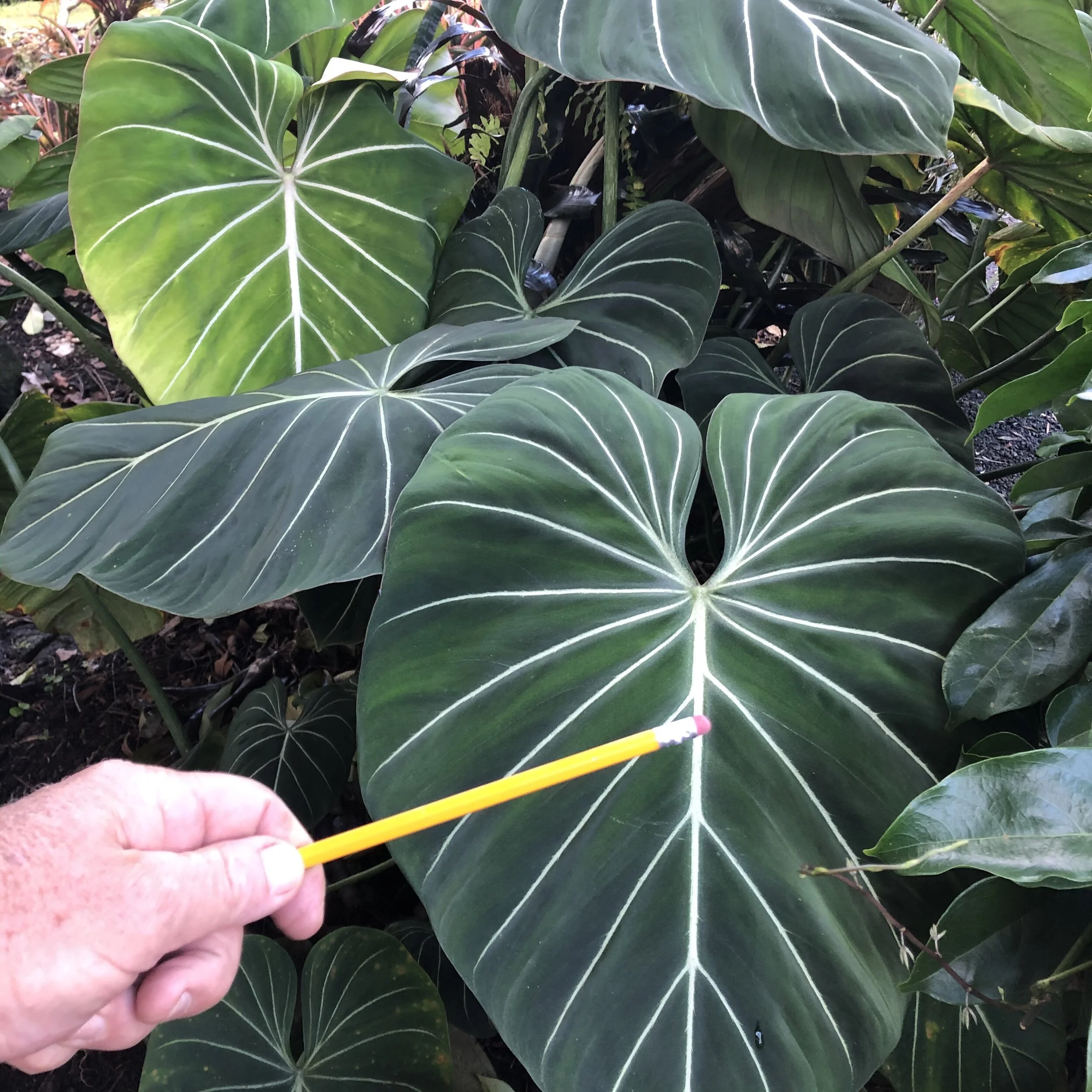 Philodendron gloriosum (1).jpg