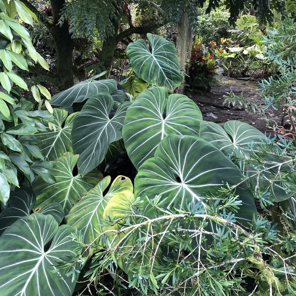 Philodendron gloriosum  Vintage Green Farms with Tom Piergrossi