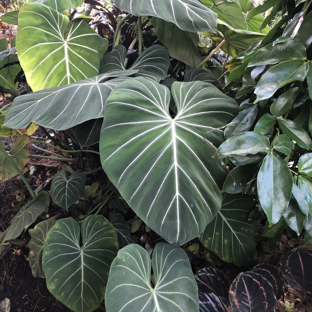 Philodendron gloriosum  Vintage Green Farms with Tom Piergrossi