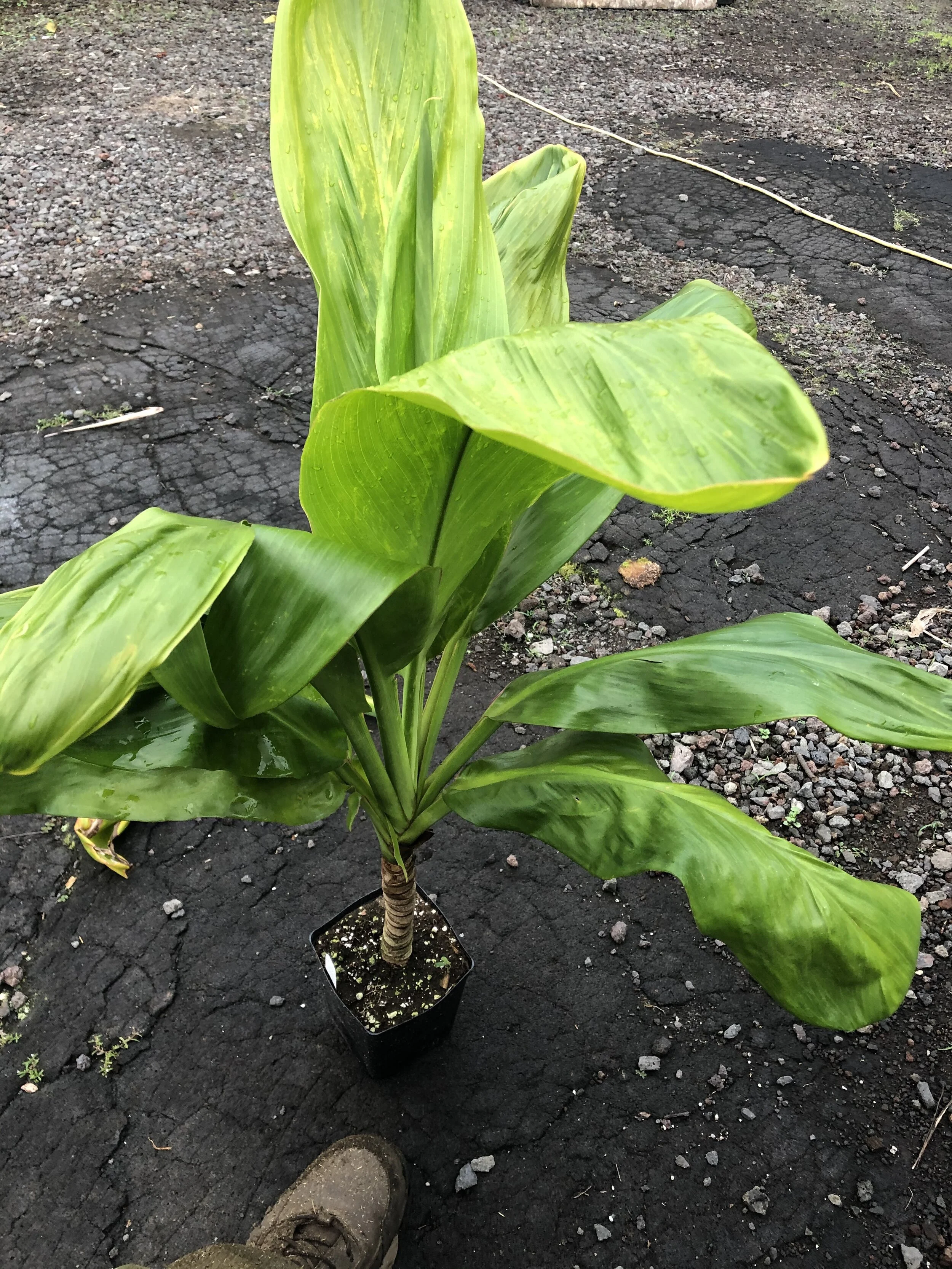 Cordyline terminalis 'King Kamehameha' (1).jpg