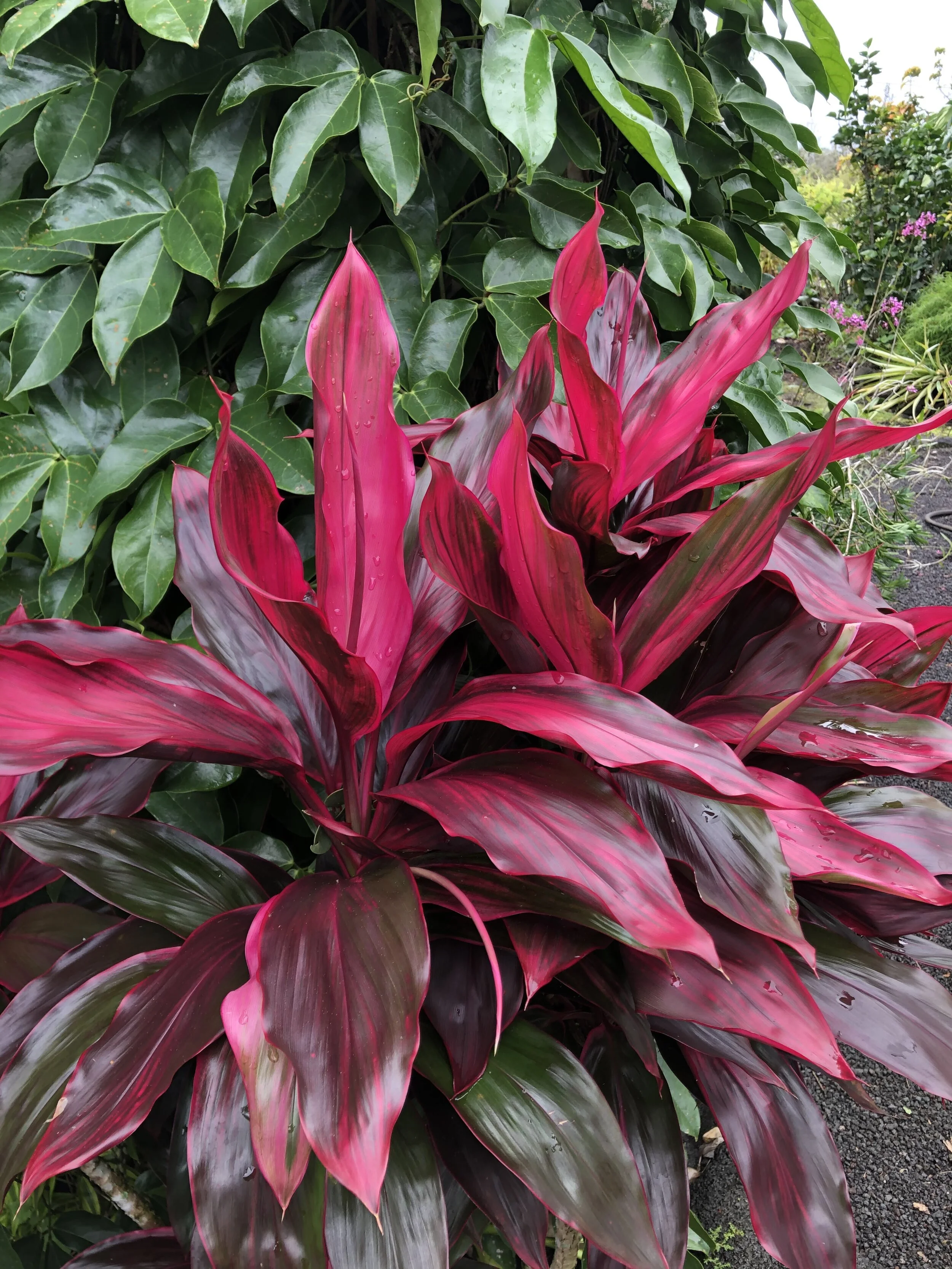 Cordyline terminalis 'Maluhia Sport'.jpg