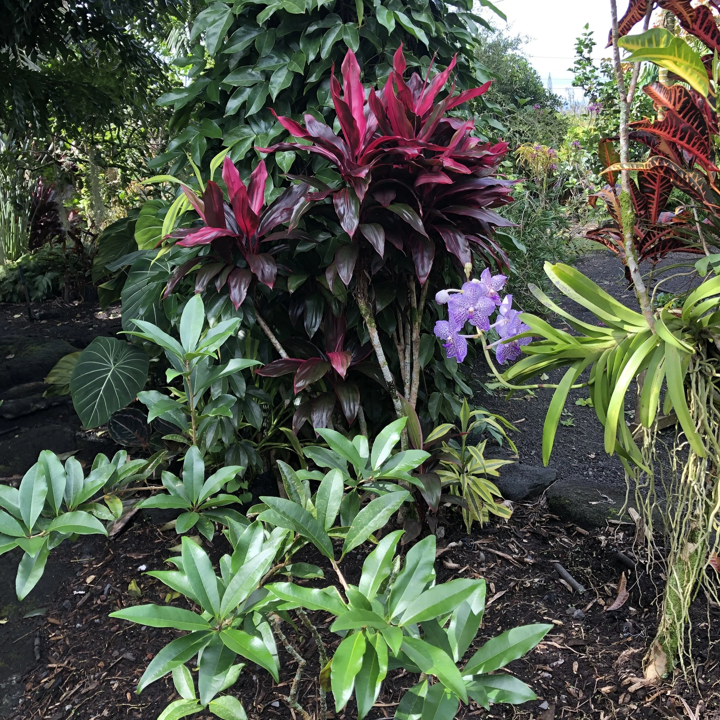 Cordyline terminalis 'Maluhia Sport' (1).jpg