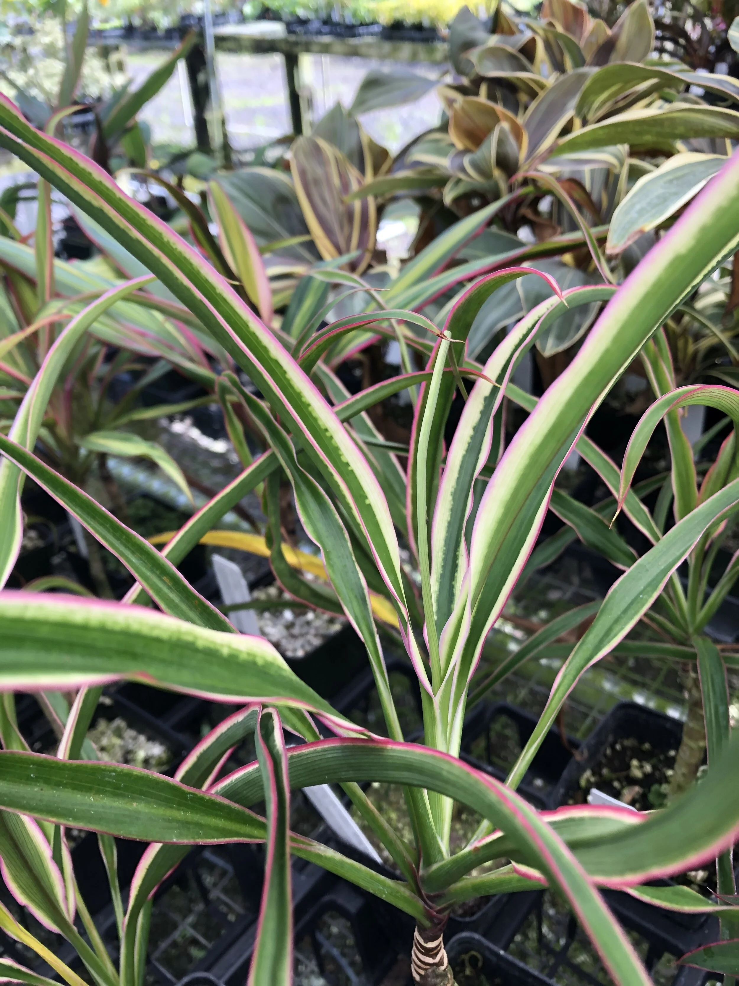 Cordyline terminalis 'White Fairy Tale' (1).jpg