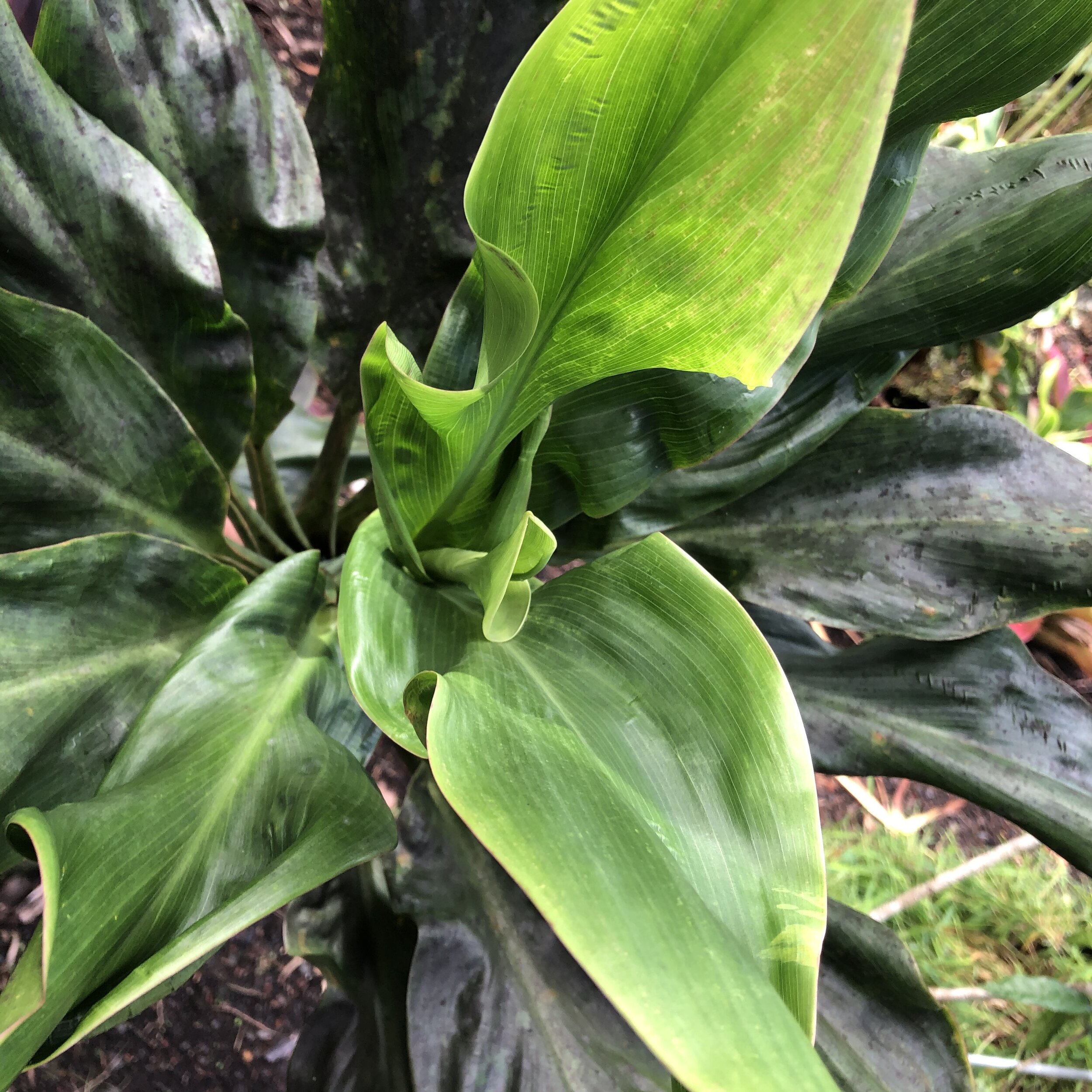Cordyline terminalis ‘Kahuna' (1).jpg
