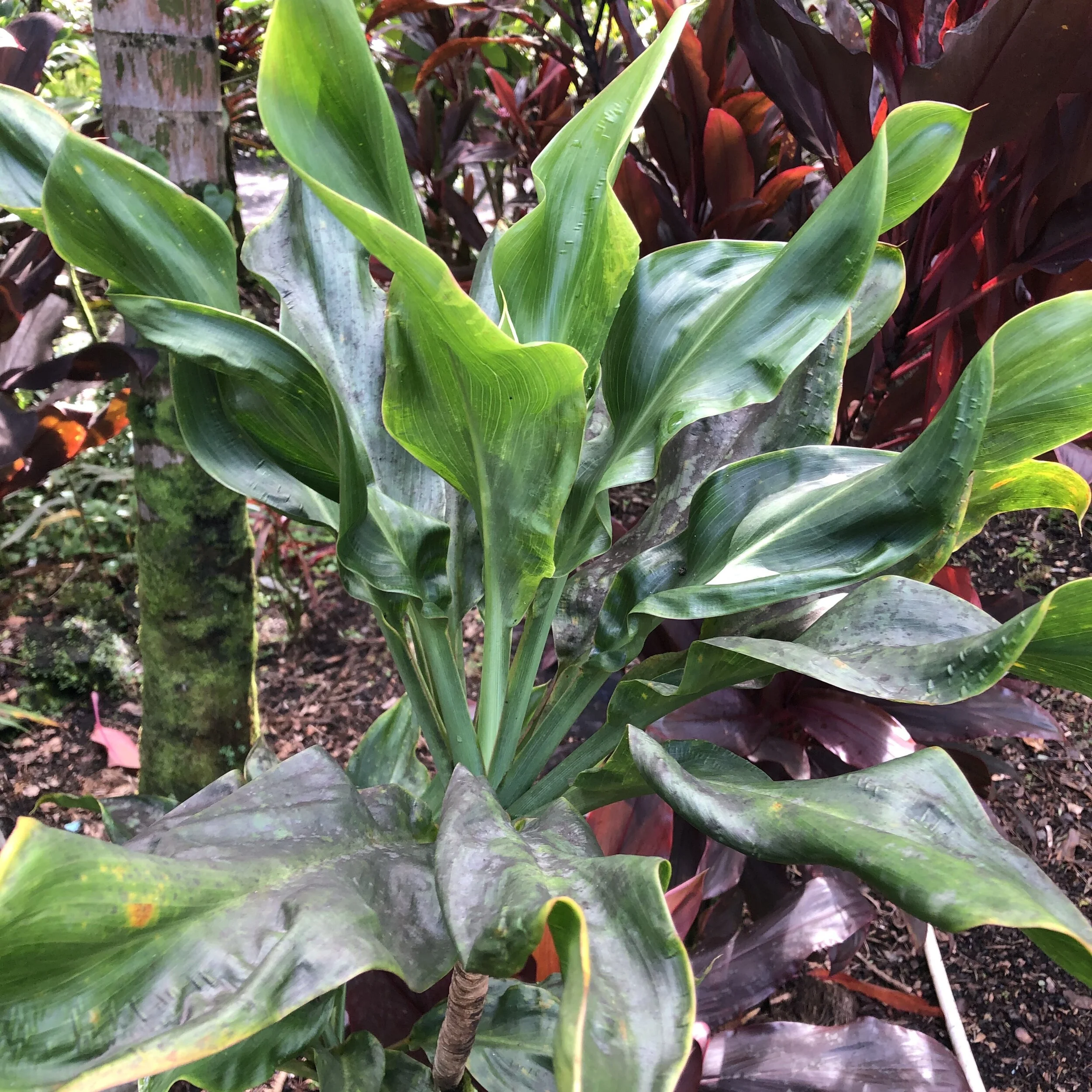 Cordyline terminalis ‘Kahuna'.jpg