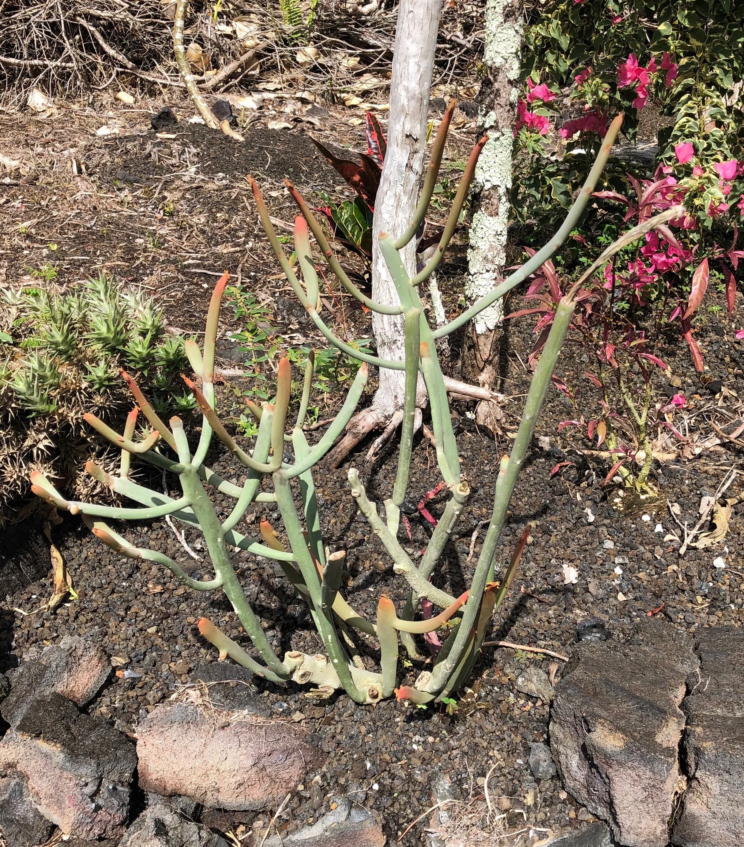 Euphorbia enterophora ssp. crassa.jpg