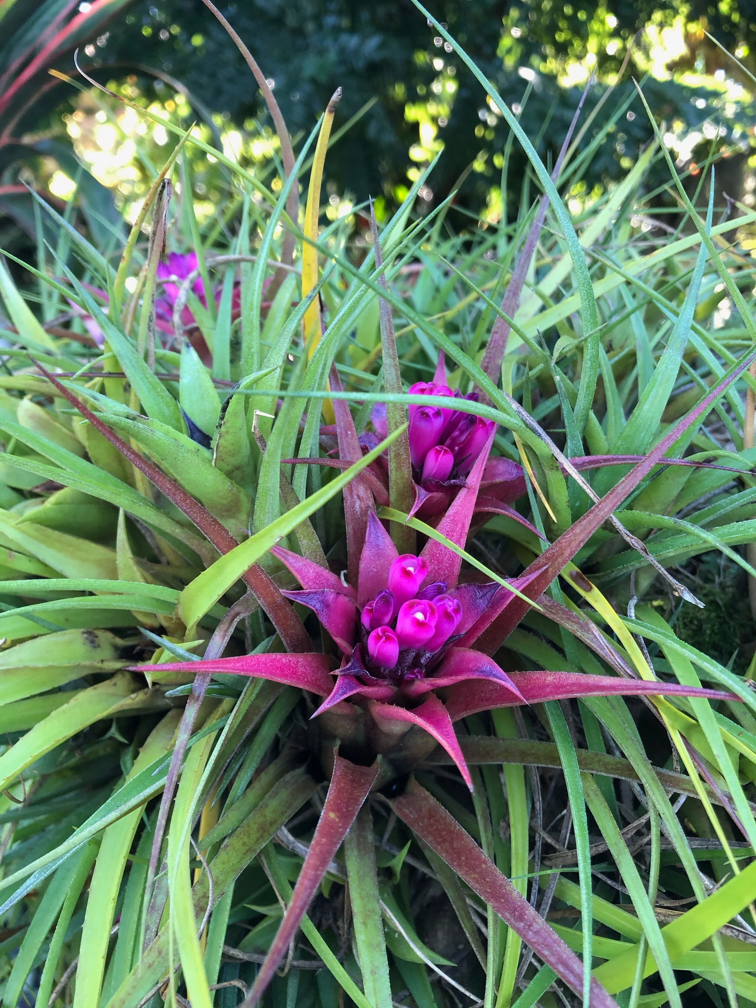 Aechmea recurvata var. benrathii.jpg