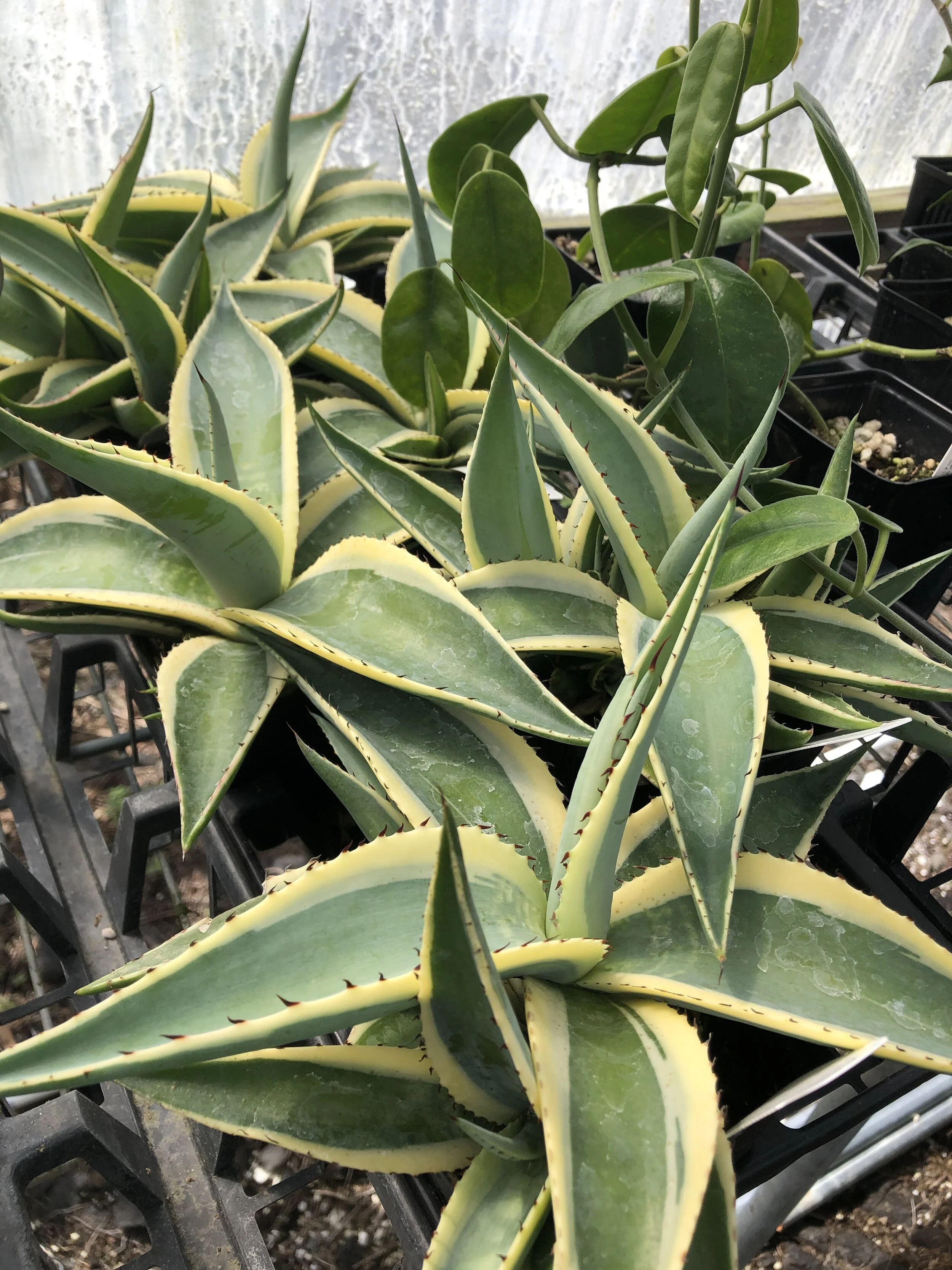 Agave guiengola 'Creme Brule'.jpg