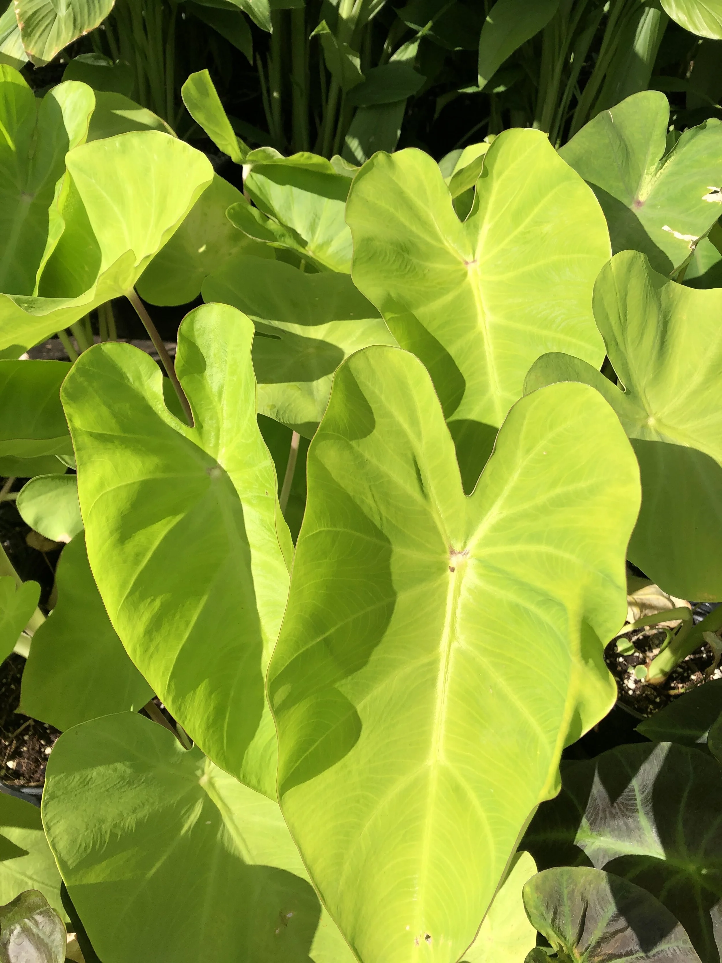 Alocasia macrorrhiza 'Golden' (1).jpg