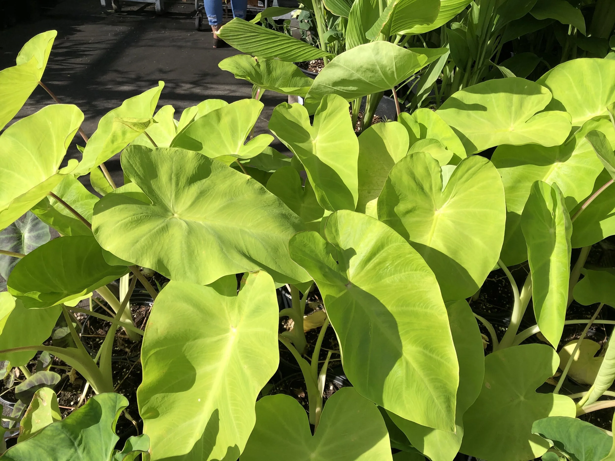 Alocasia macrorrhiza 'Golden'.jpg