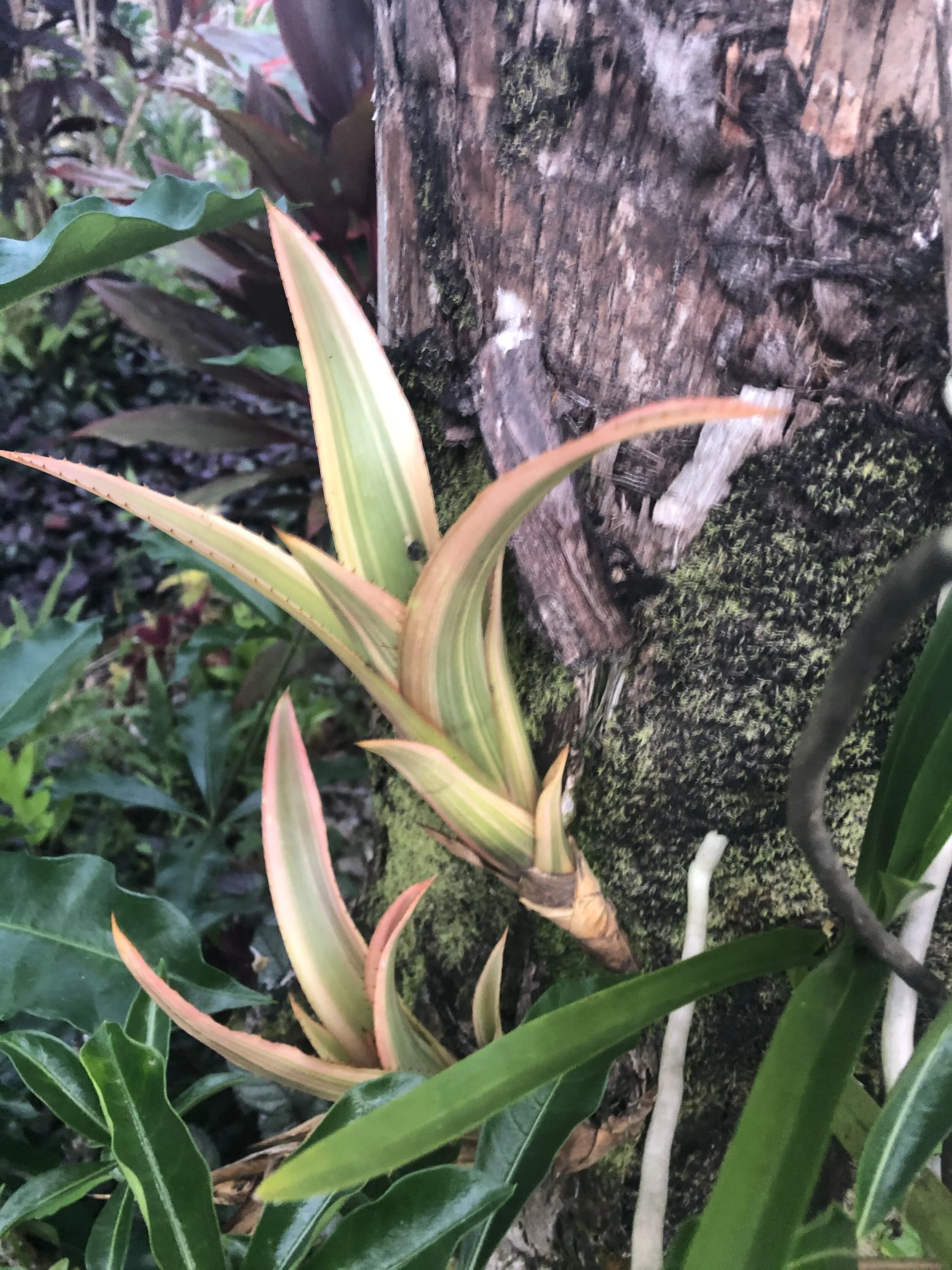 Anamea marginata.jpg