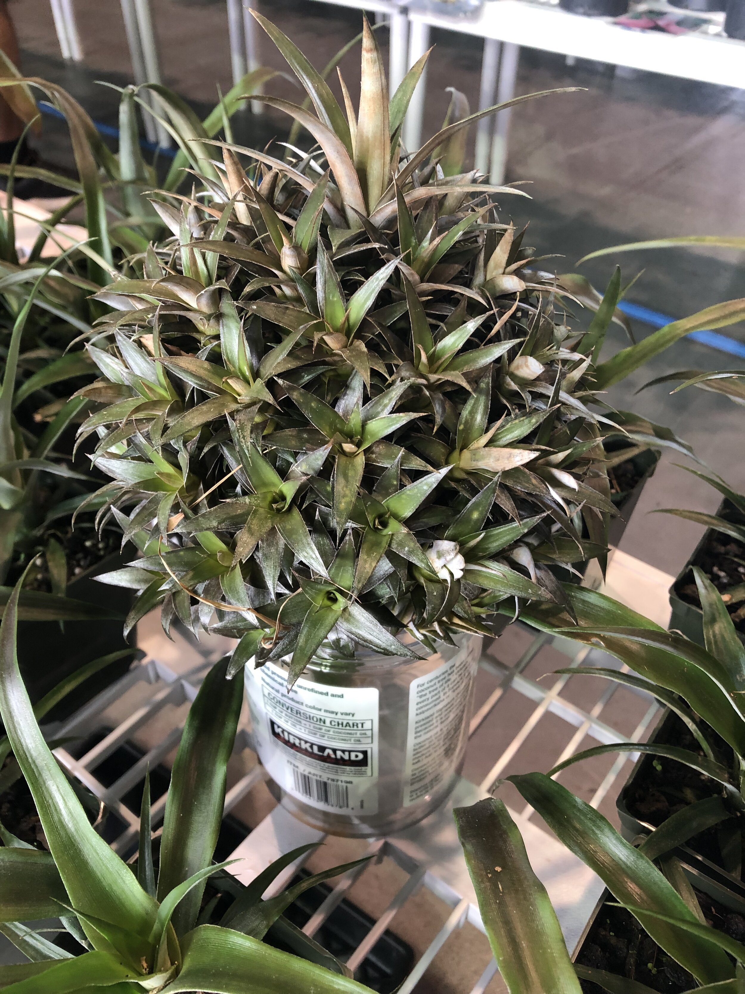 Ananas comosus (multi-head) (1).jpg