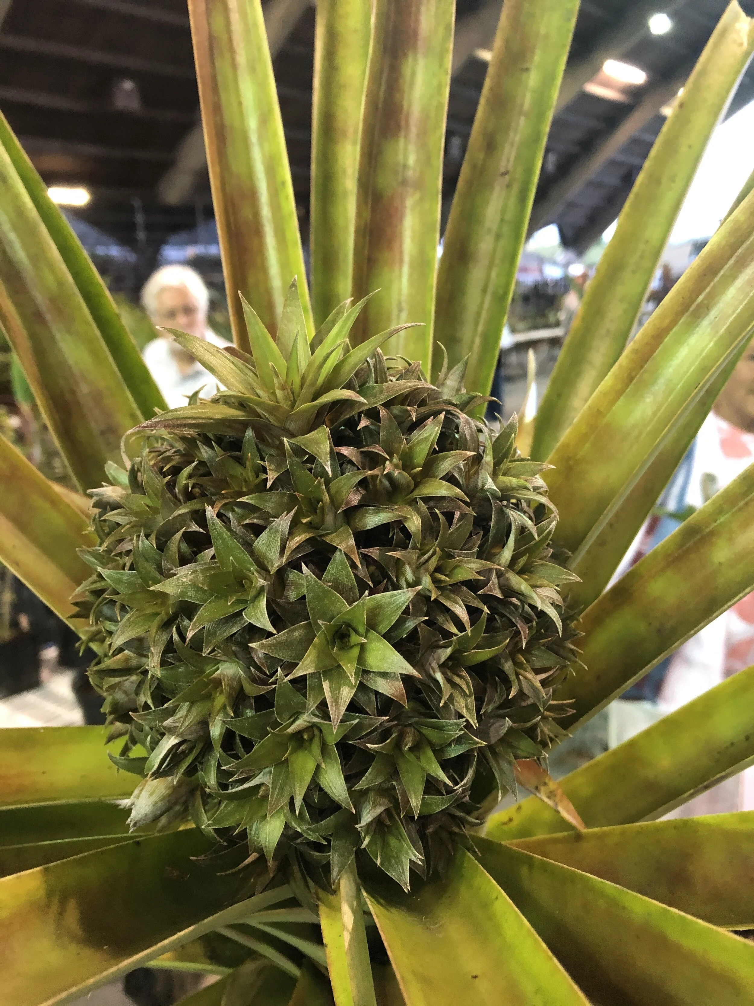 Ananas comosus (multi-head) (2).jpg