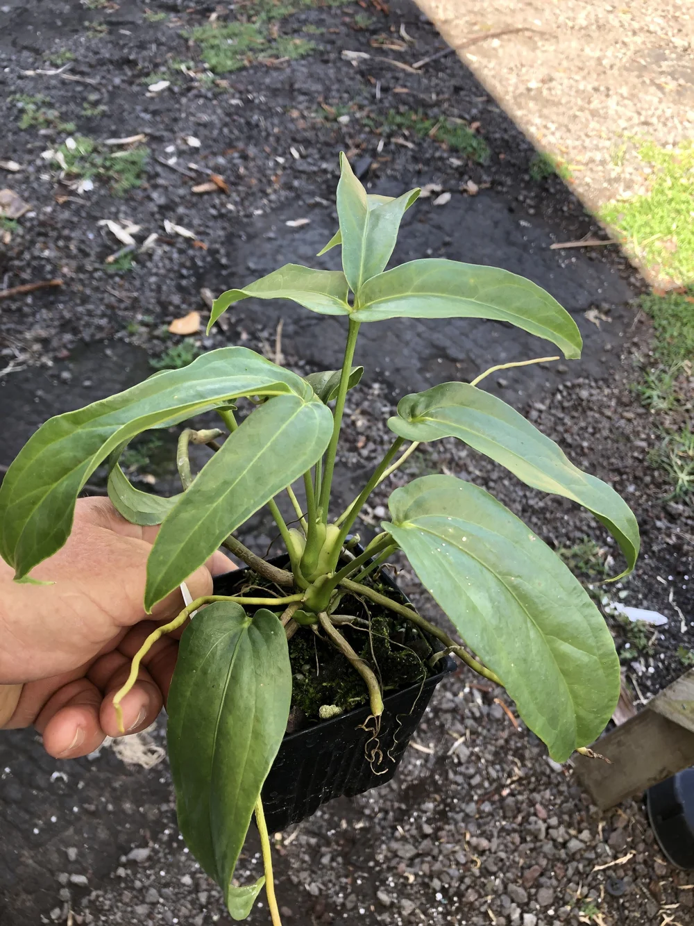 Anthurium clavigerum  Vintage Green Farms with Tom Piergrossi